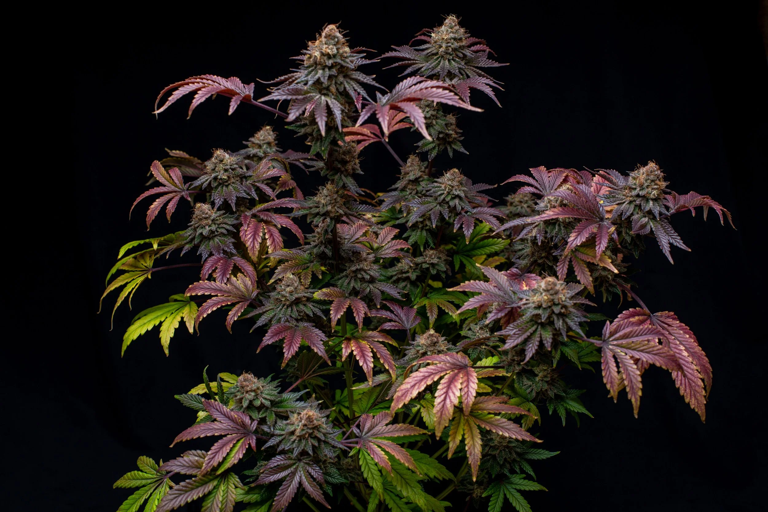 Purple Miracle Regular Seeds | VibeZero Genetics | Purple Cookie Bomb | Miracle Cookies Cannabis |