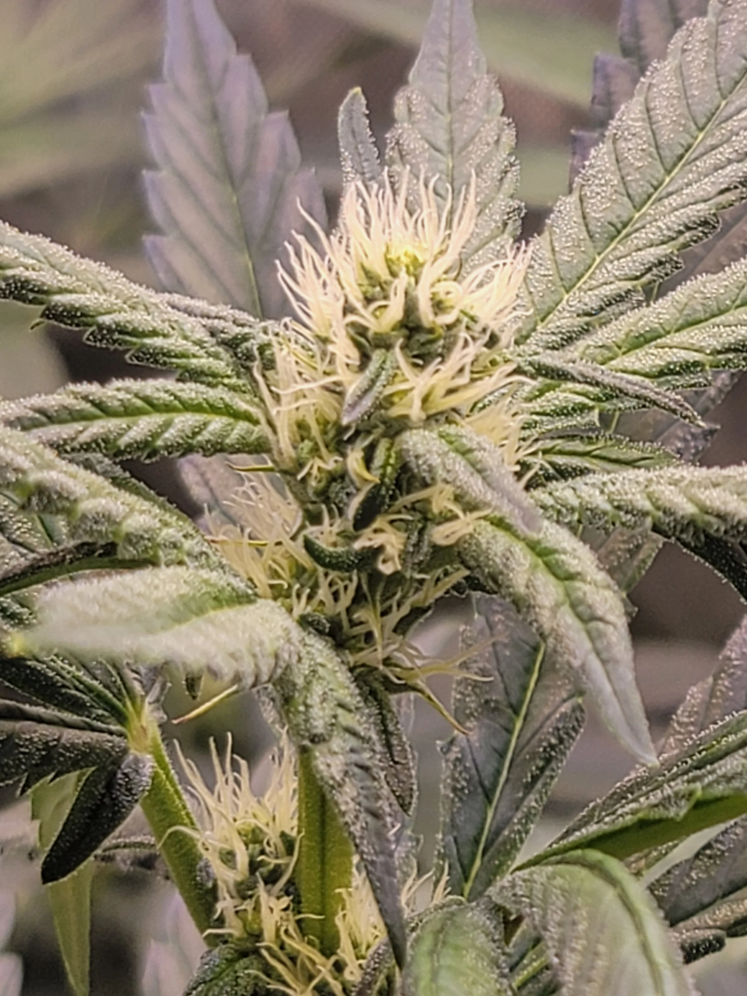 Blue Joker Feminized Seeds | VibeZero Genetics | Joker Juice | Blue Power | Strawberry Gary