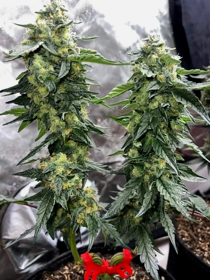 Red Permanent Marker Regular Seeds | VibeZero Genetics | Permanent Marker | Fatso | Chem91 | Deathstar