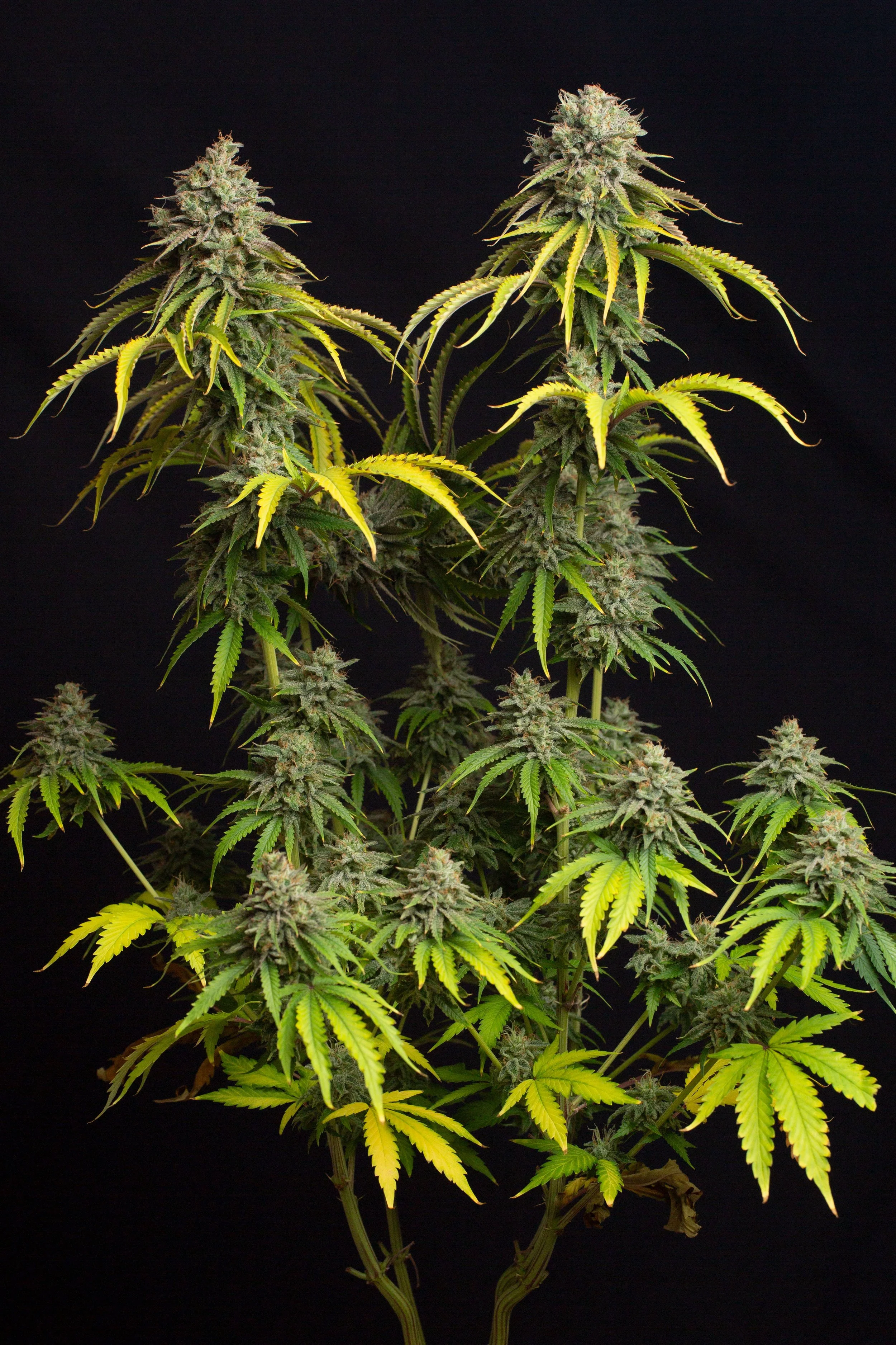 Double Lemon OG Regular Seeds | VibeZero Genetics | Lemon Fire OG | Oregon Lemons