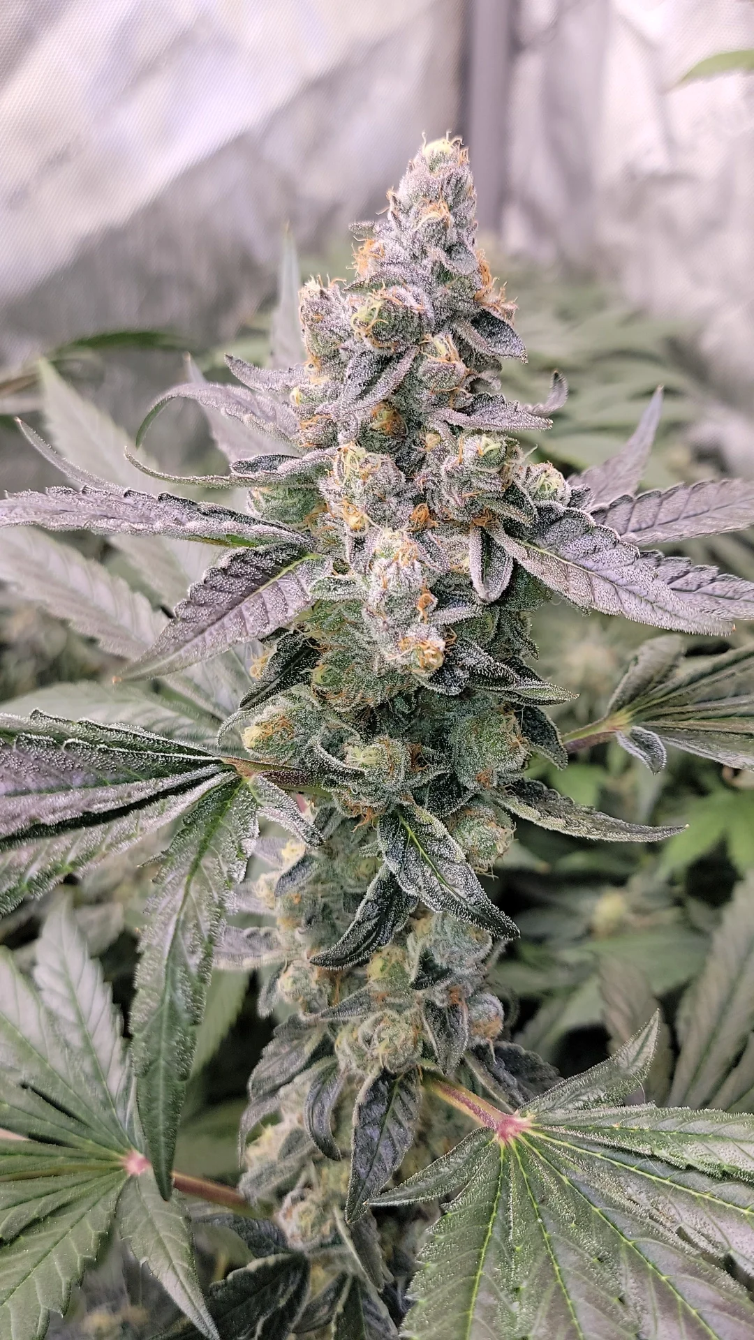 Blue Joker Feminized Seeds | VibeZero Genetics | Joker Juice | Blue Power | Strawberry Gary