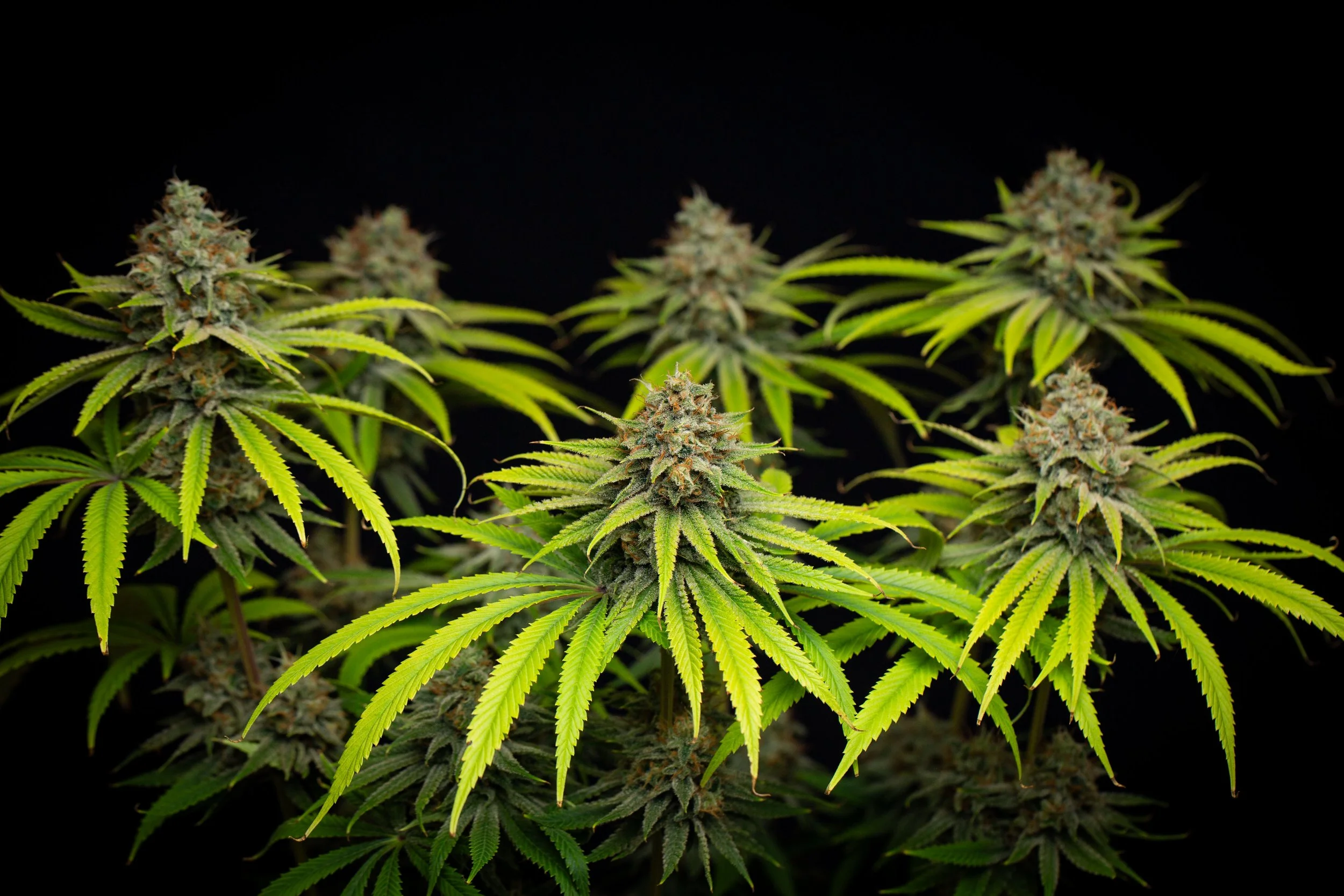 Super Fire Lemon Pupil | VibeZero Genetics | Lemon Fire OG | Super Lemon Haze | Star Pupil |