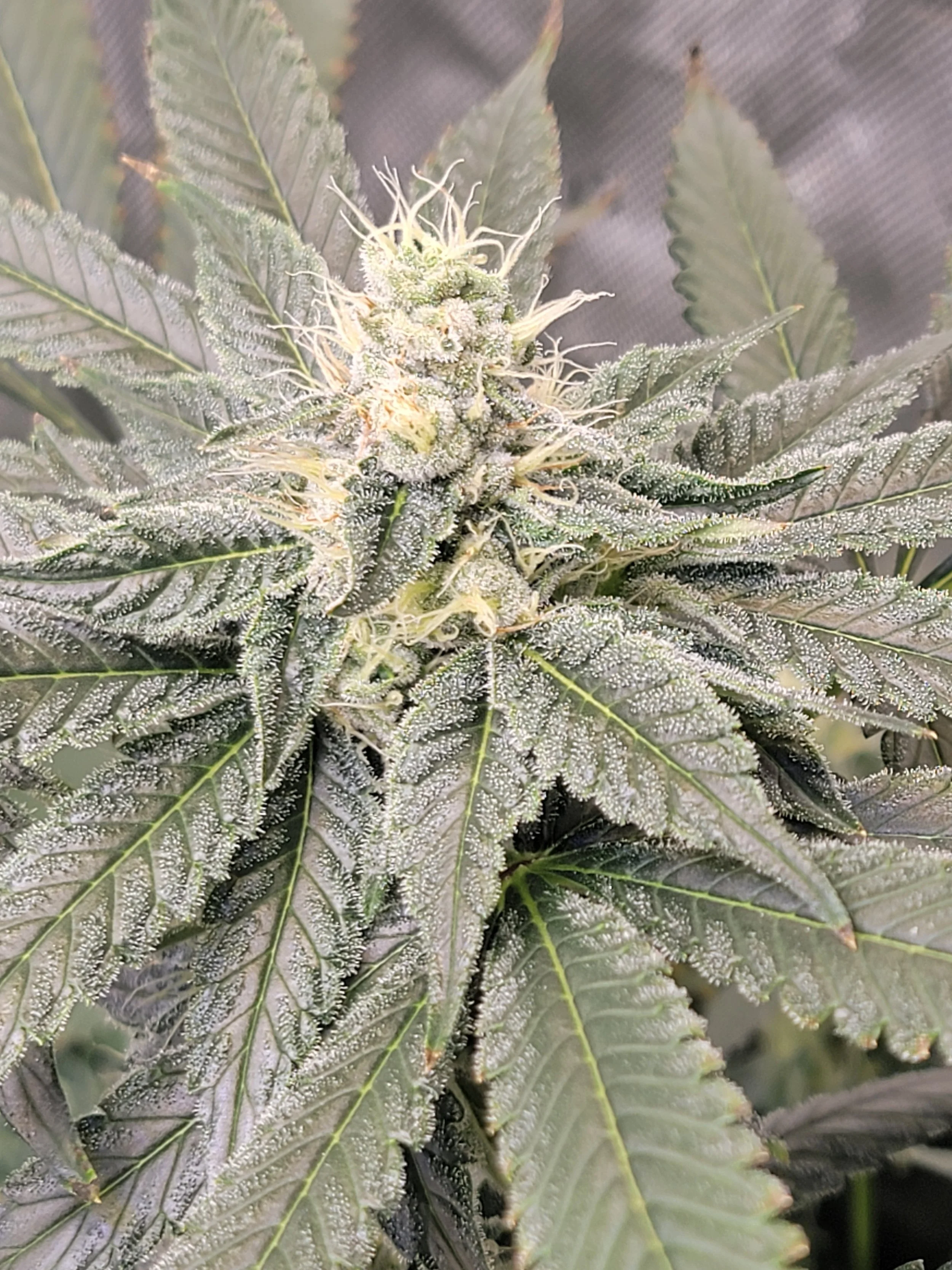 Strawberry Marker Feminized Seeds | VibeZero Genetics | Permanent Marker | Strawberry Gary Feminized Seeds |