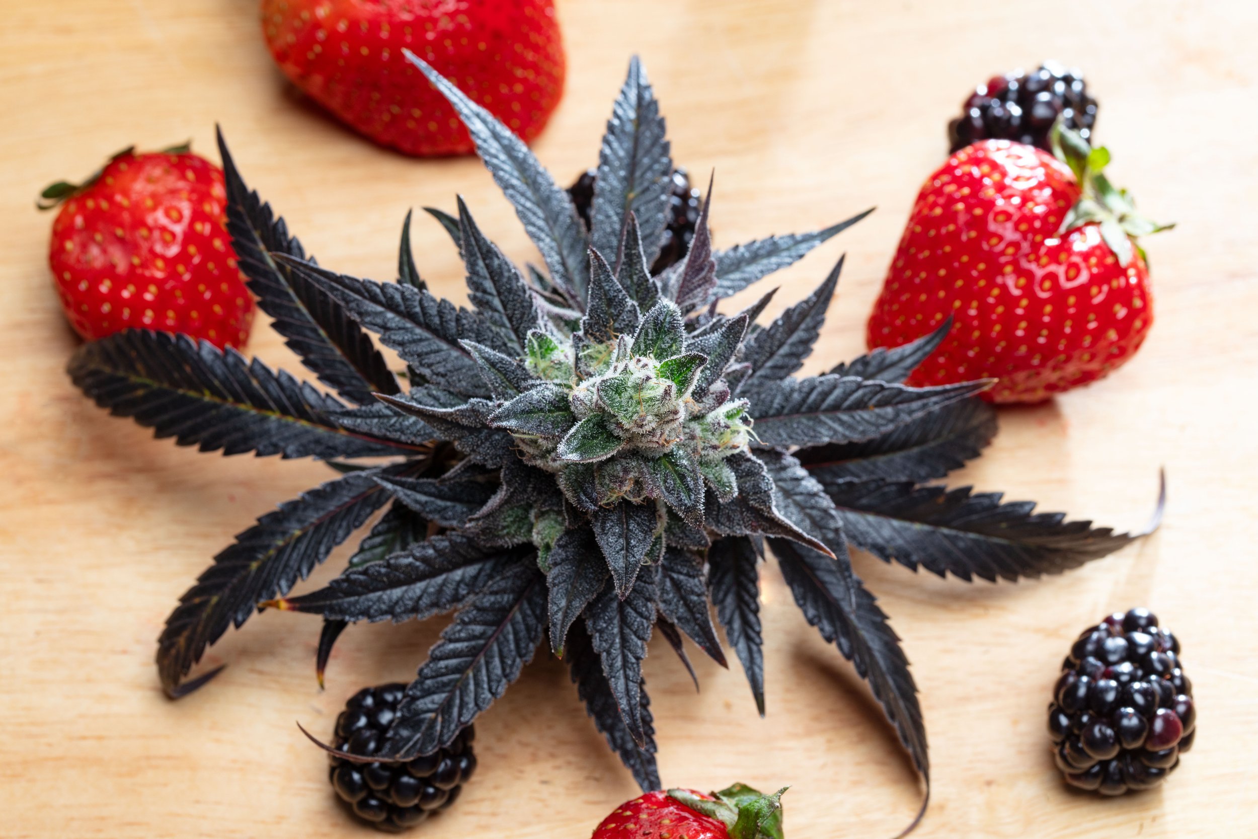 Strawberry Marker Feminized Seeds | VibeZero Genetics | Permanent Marker | Strawberry Gary Feminized Seeds |