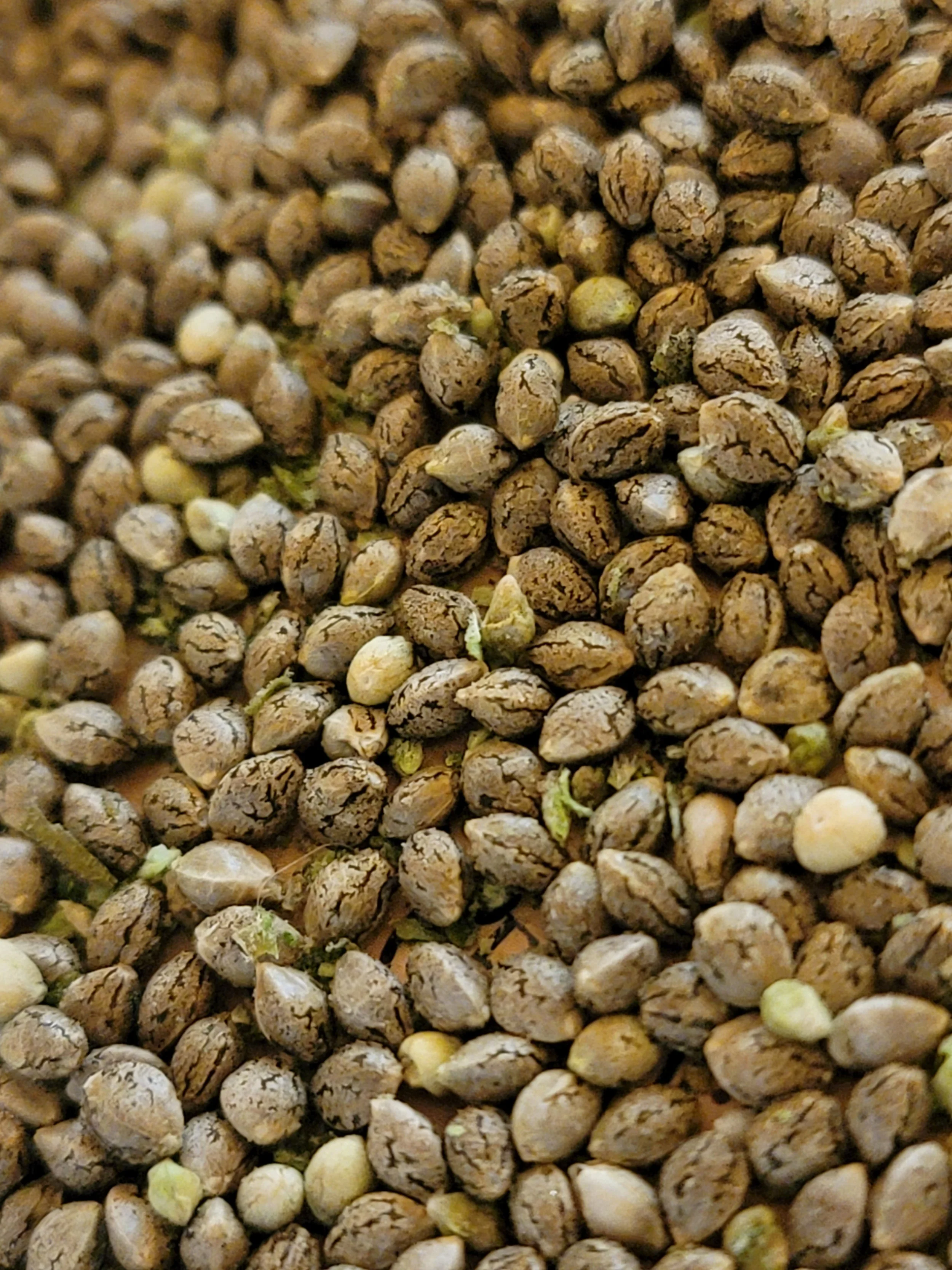VibeZero Genetics | How to Order Seeds