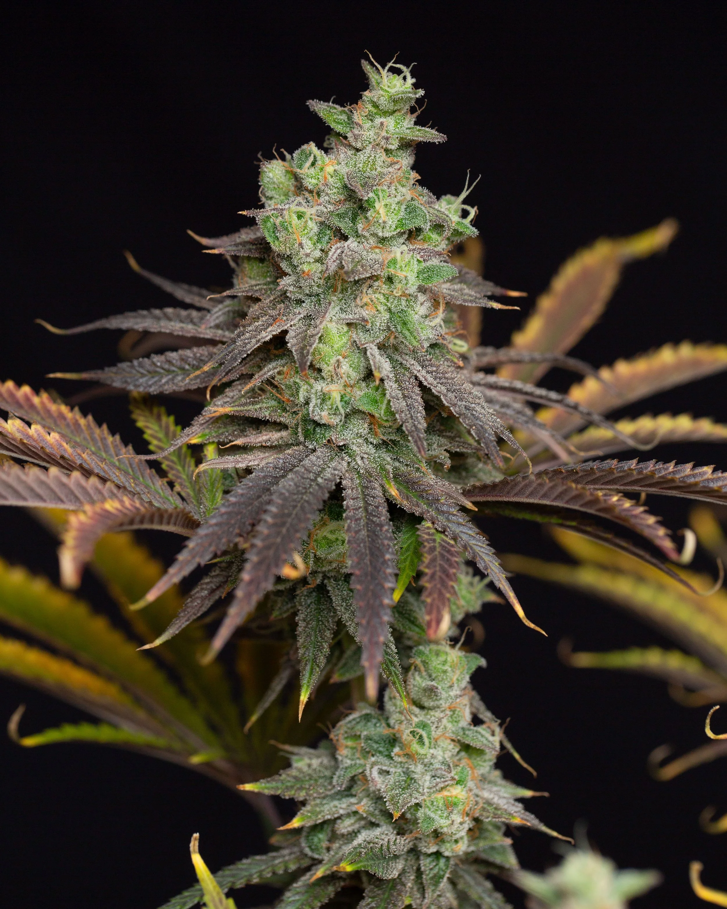Sour Strawberry Lemons Regular Seeds | VibeZero Genetics | Lemon Fire OG | Sour Strawberries