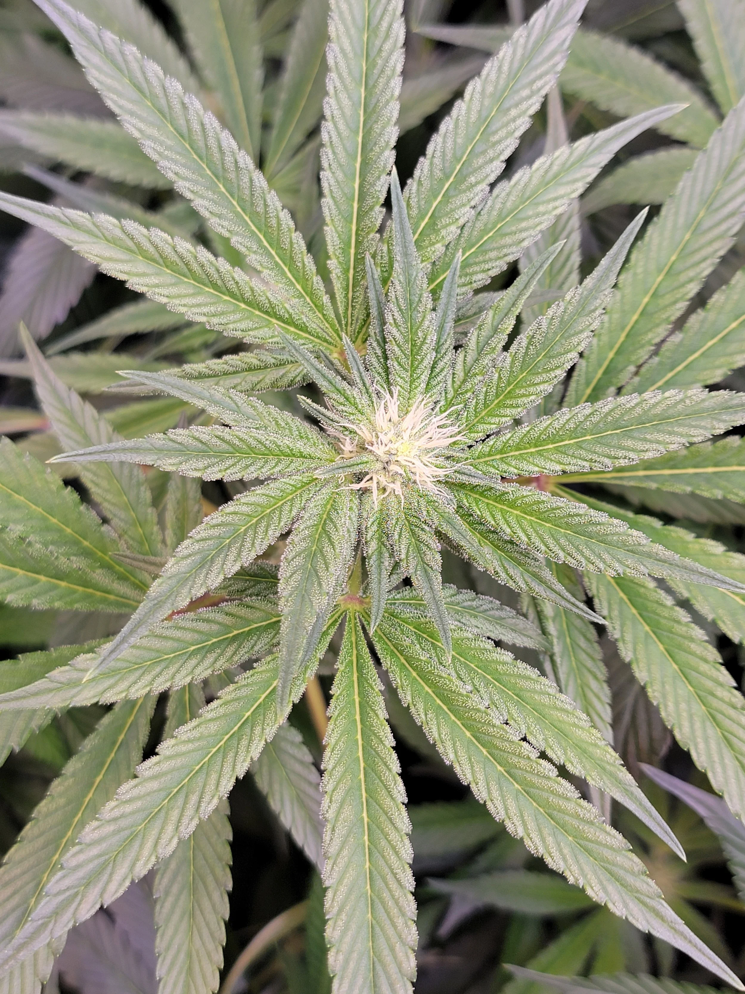 Blue Strawberries Feminized Seeds | VibeZero Genetics | Blue Power | Strawberry Gary Feminized Seeds |