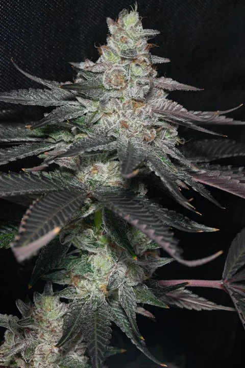 Strawberry Marker Feminized Seeds | VibeZero Genetics | Permanent Marker | Strawberry Gary Feminized Seeds |