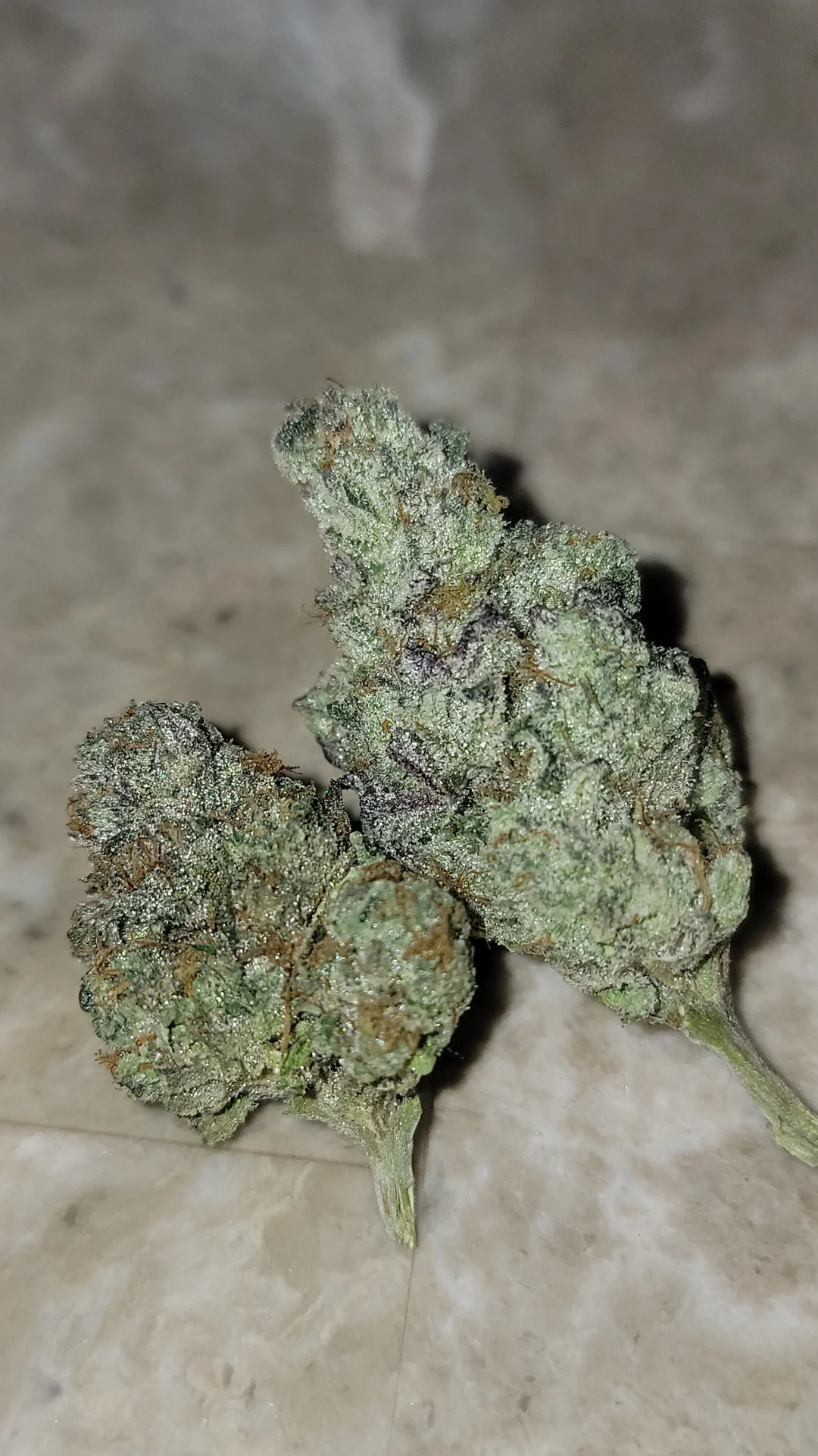 Strawberry Marker Feminized Seeds | VibeZero Genetics | Permanent Marker | Strawberry Gary Feminized Seeds |