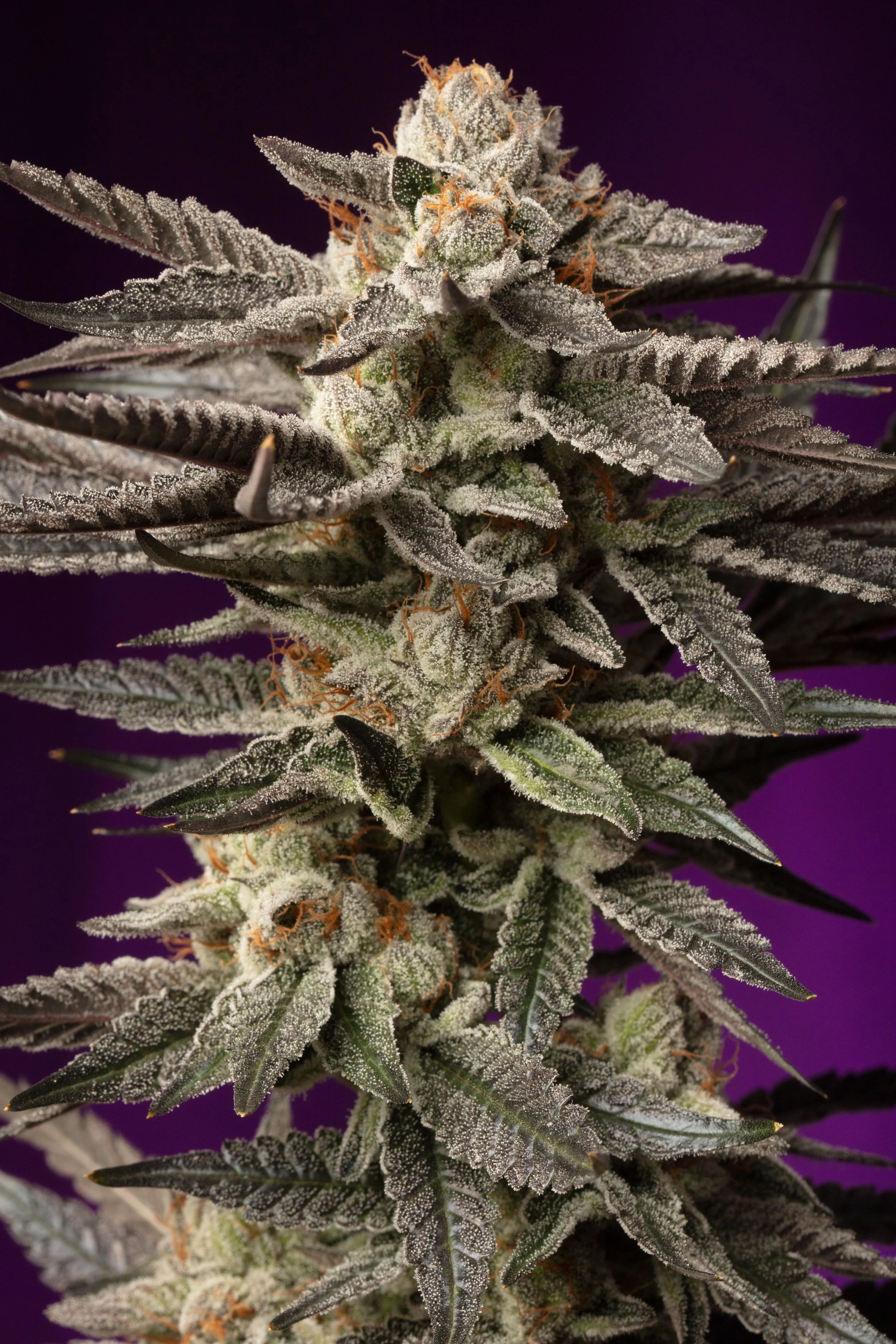 Strawberry Marker Feminized Seeds | VibeZero Genetics | Permanent Marker | Strawberry Gary Feminized Seeds |