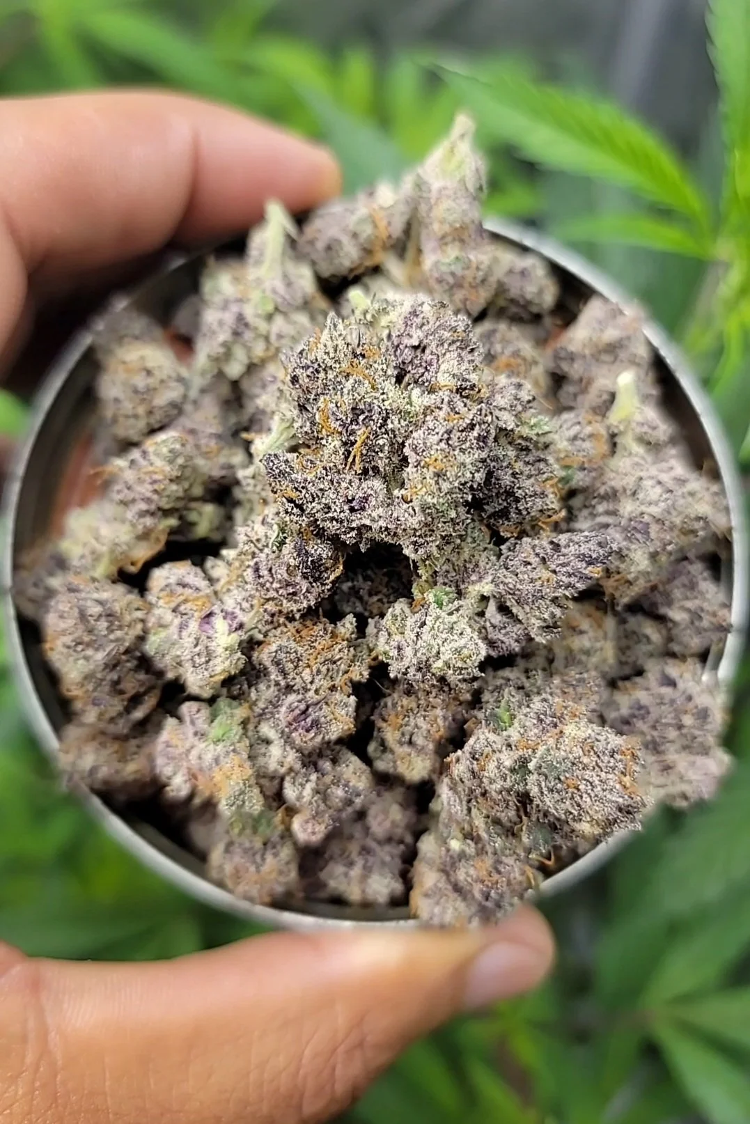 Tropicana Nana Feminized Seeds | VibeZero Genetics | Tropicana Cherry | Gas Nana