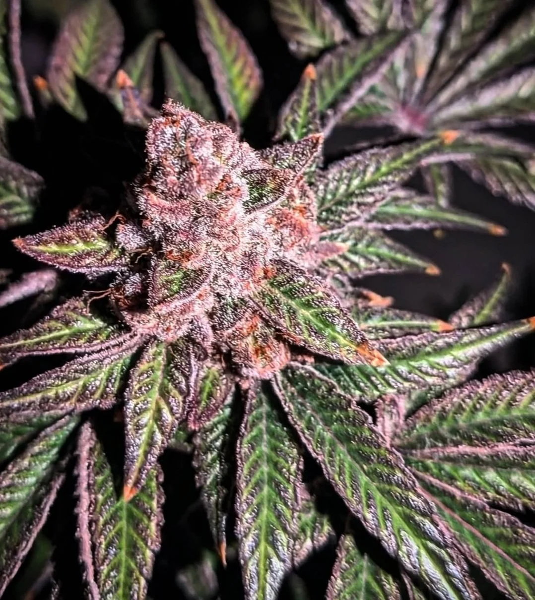 Krazy Blue Feminized Seeds | VibeZero Genetics| RasBanana Ak Feminized Seeds | Blue Power | Strawberry Gary Feminized Seeds