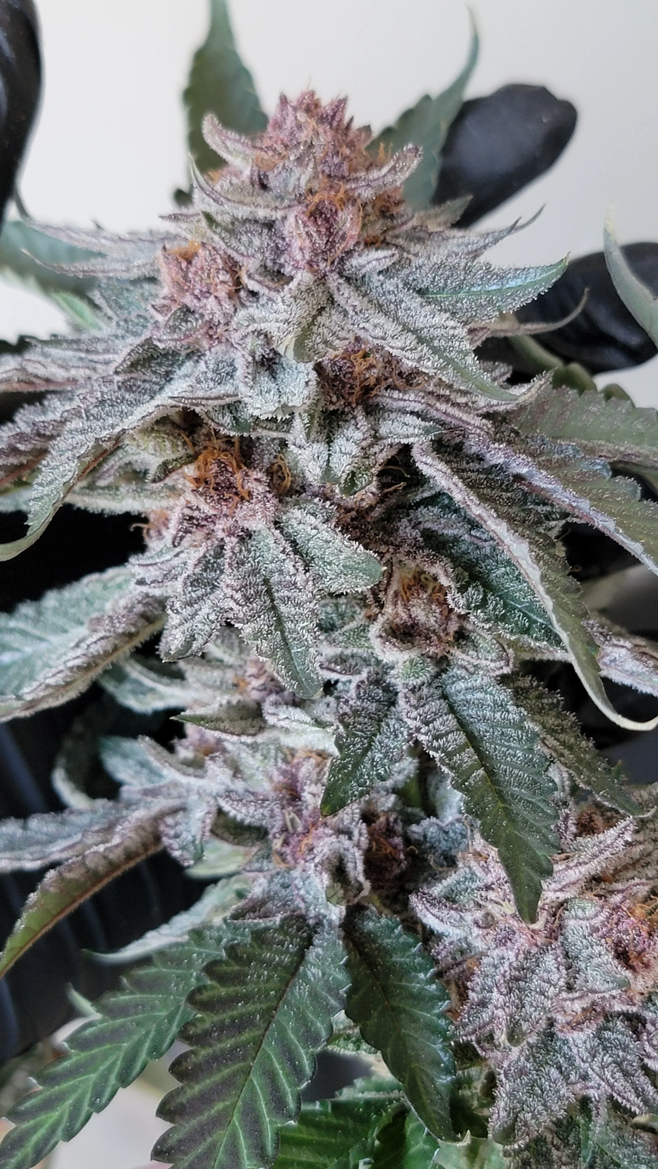 Tropicana Nana Feminized Seeds | VibeZero Genetics | Tropicana Cherry | Gas Nana