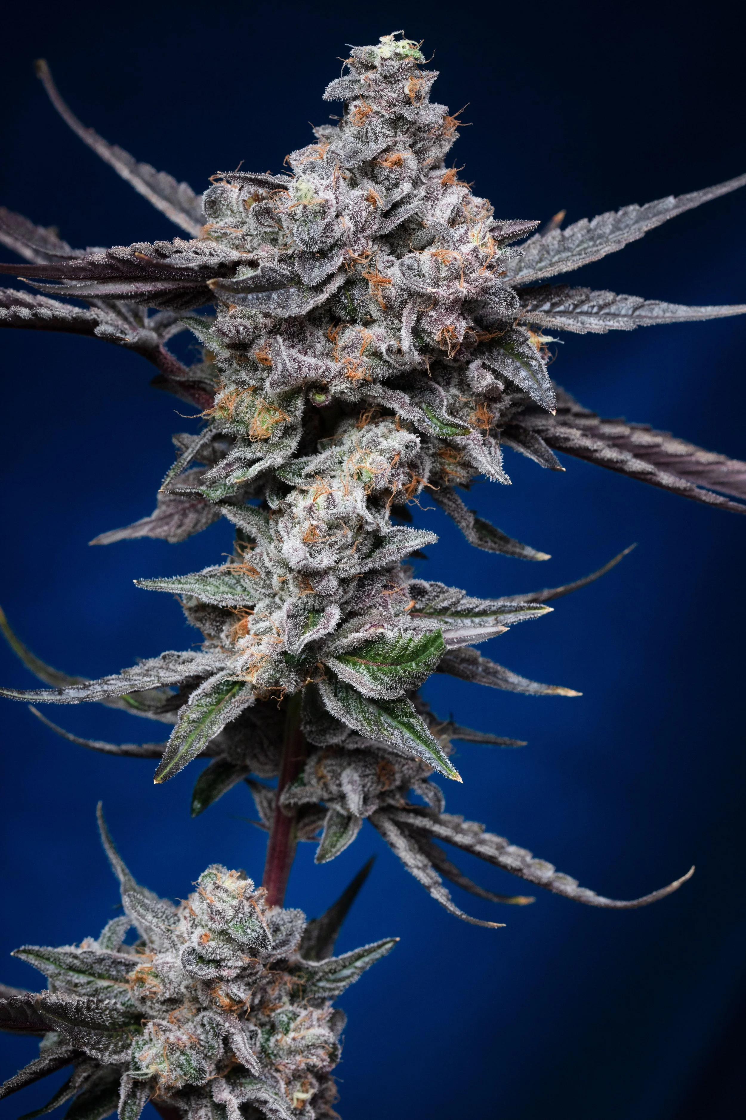 Blue Permanent Power Regular Seeds | VibeZero Genetics | Blue Power | Permanent Marker