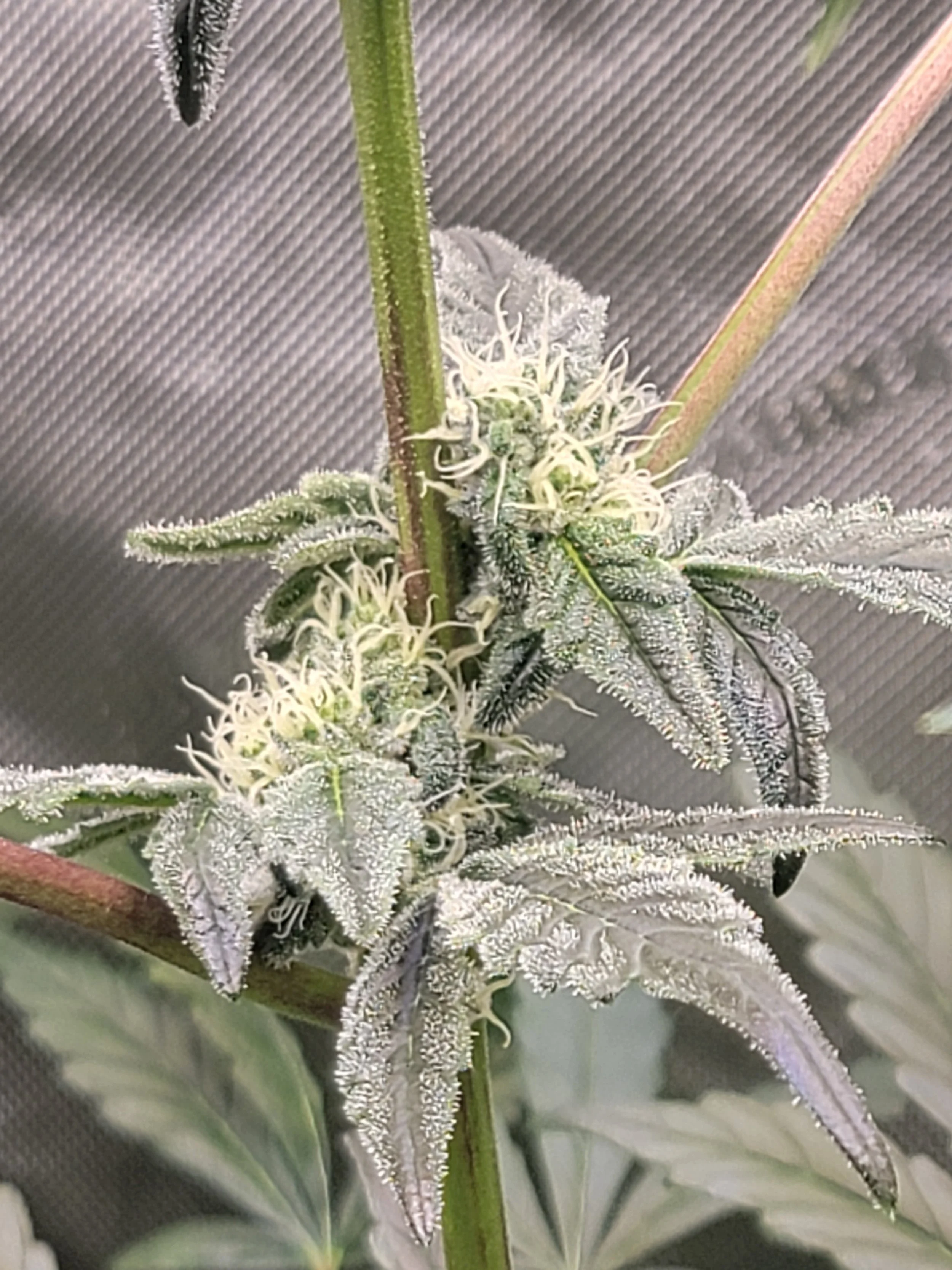 Blue Joker Feminized Seeds | VibeZero Genetics | Joker Juice | Blue Power | Strawberry Gary