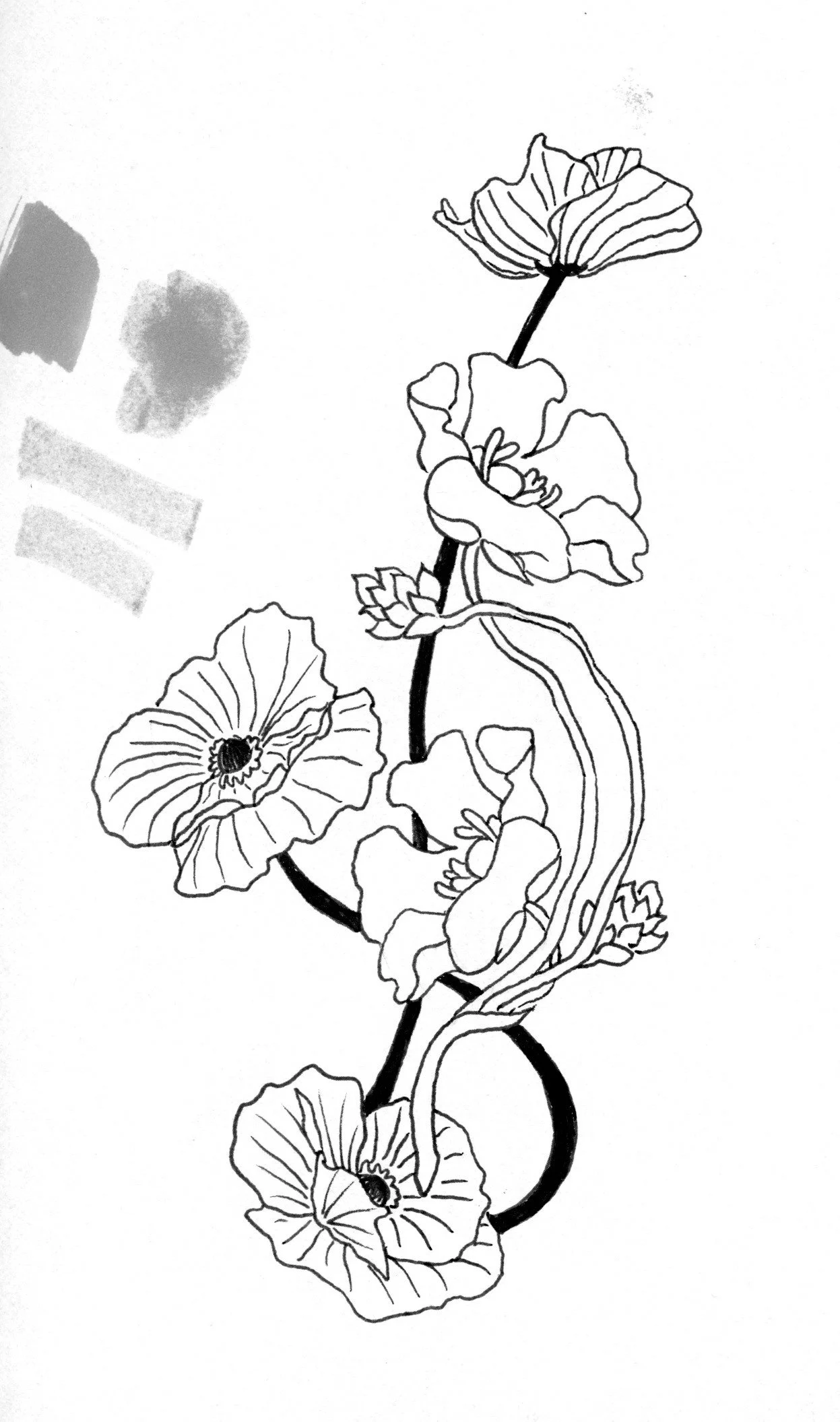 Black and white line drawing of a stem with several poppy flowers and buds.