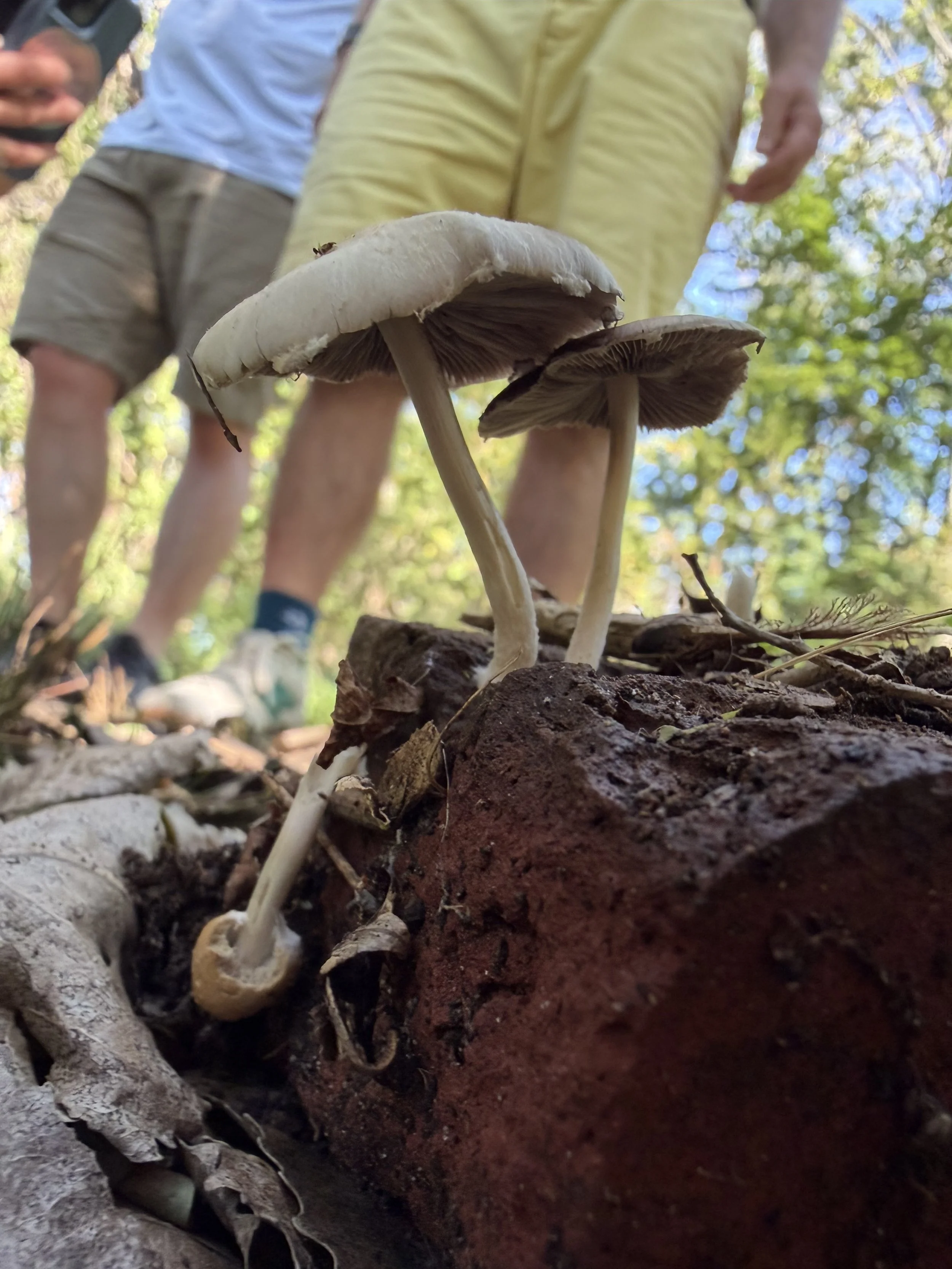 Fungi in Focus Guided Mushroom Walk