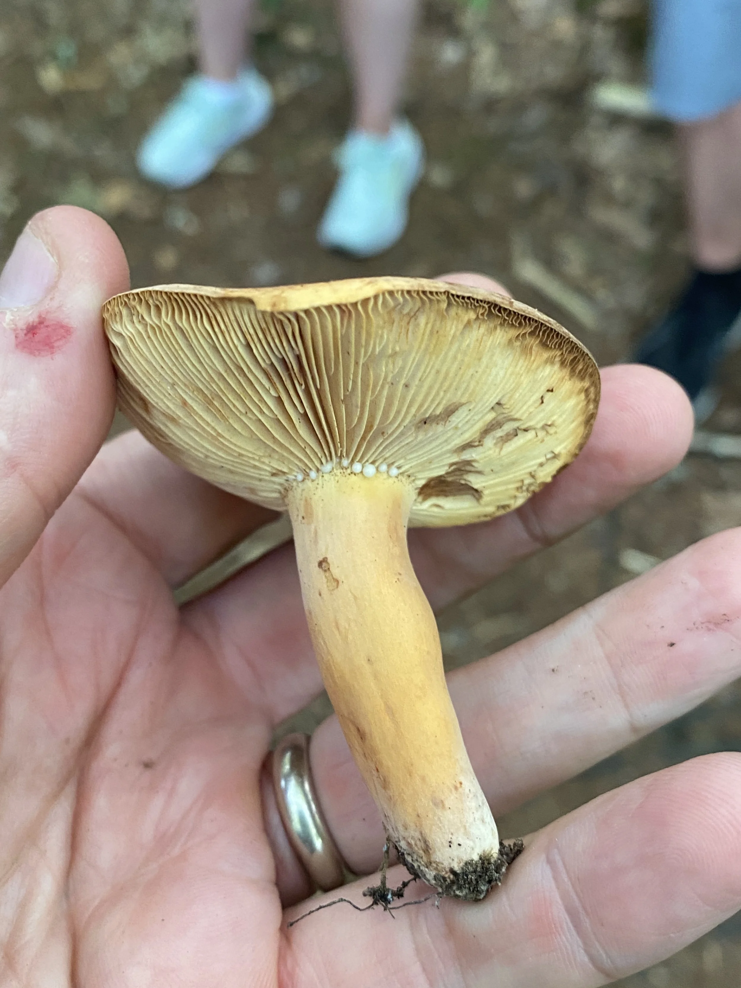 Fungi Field Walk