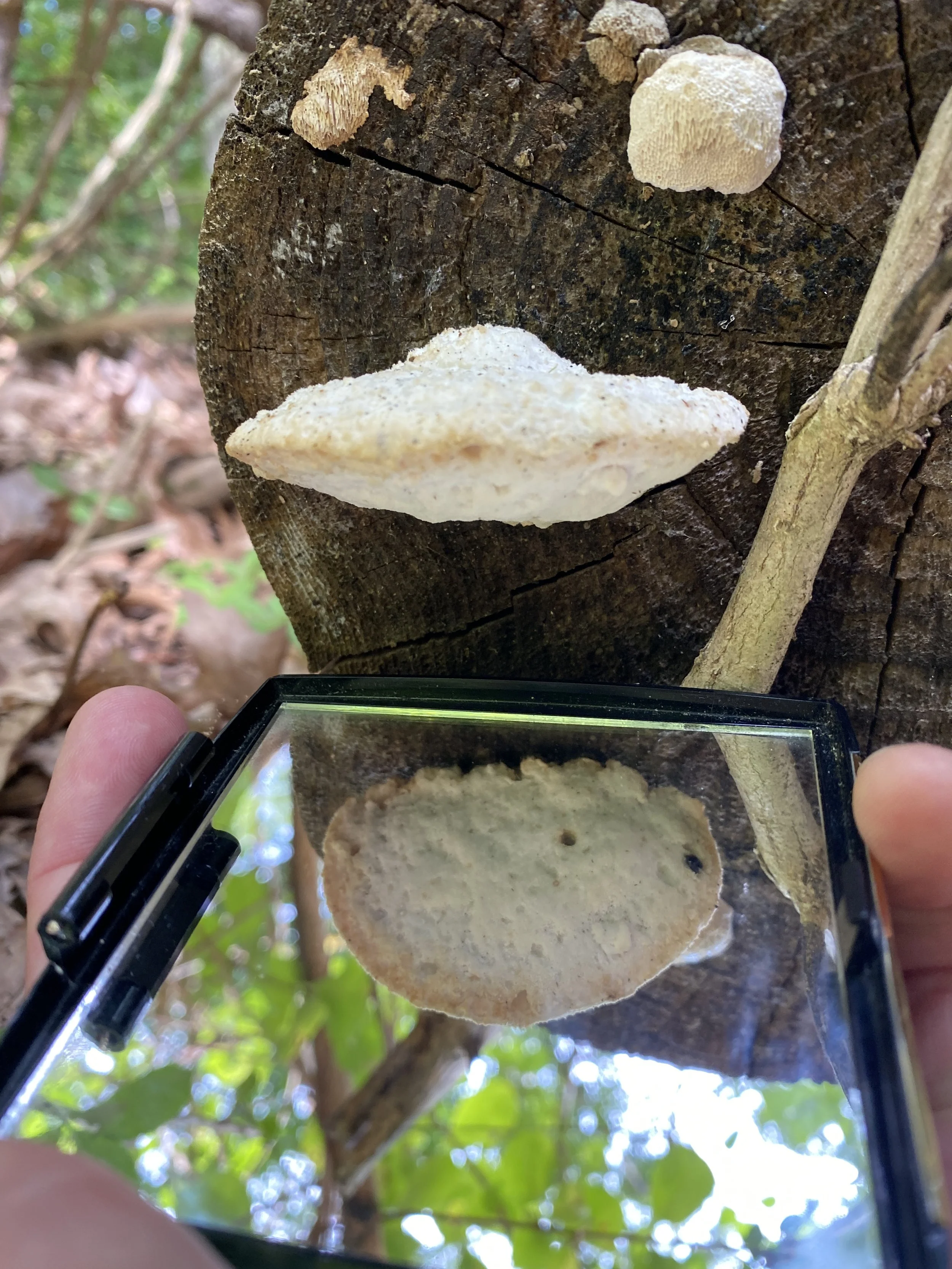 Fungi Field Walk