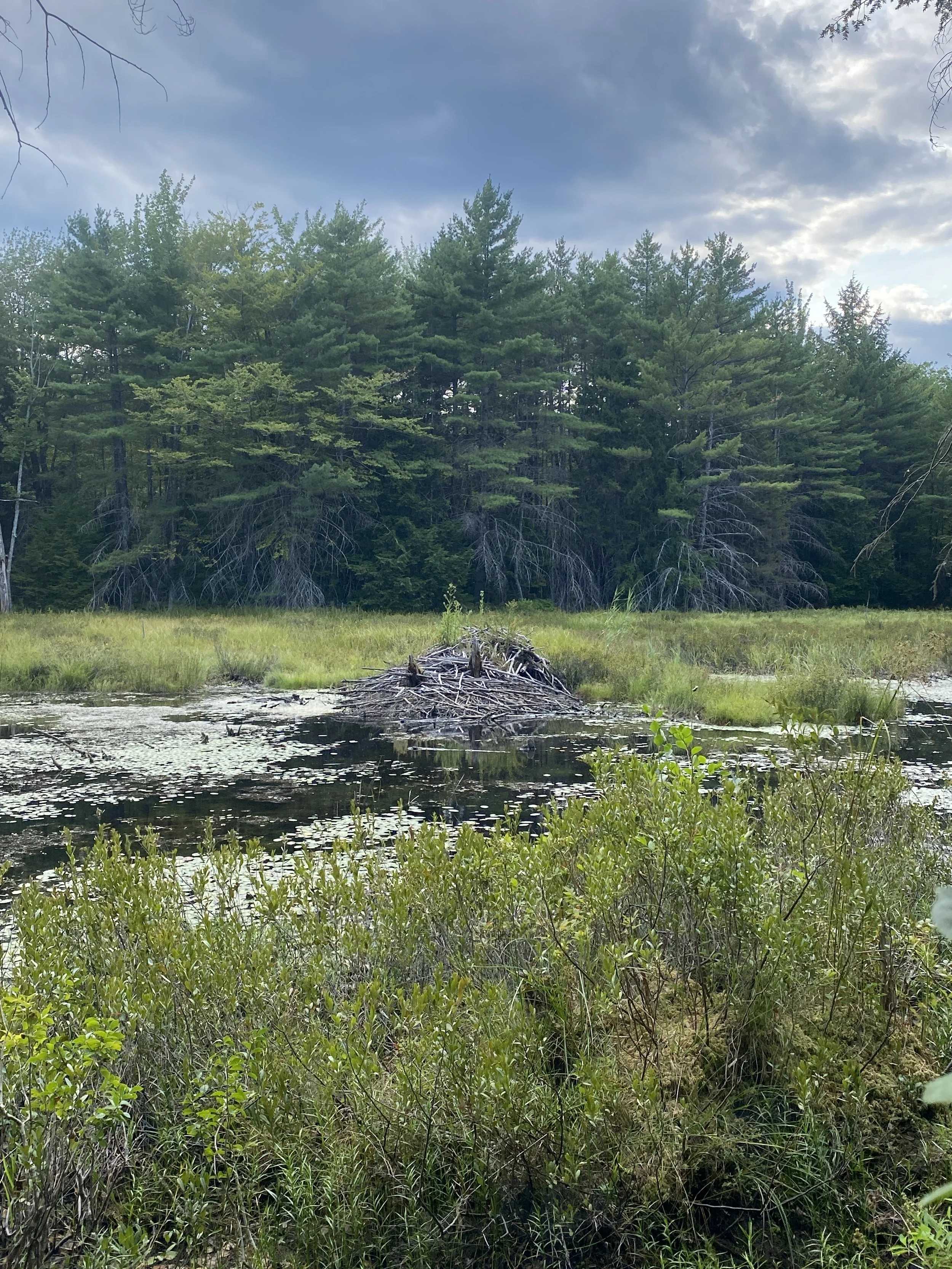 World Fellowship Center Bioblitz