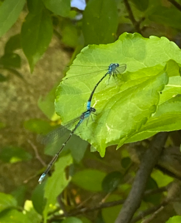Urban Nature Walk