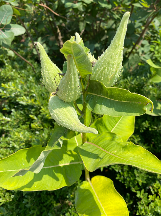 Rooted in History: Exploring the Plants of Franklin Park