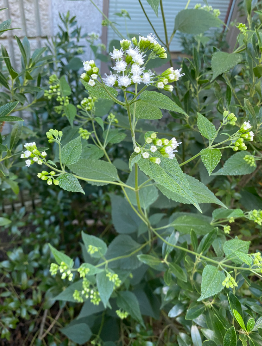 Urban Naturalist Walk at Franklin Park