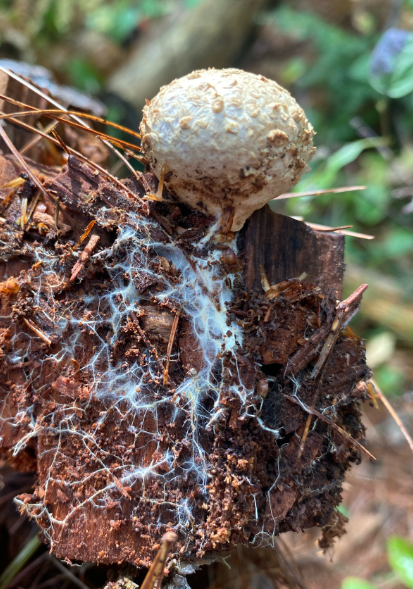 Fungi Field Walk