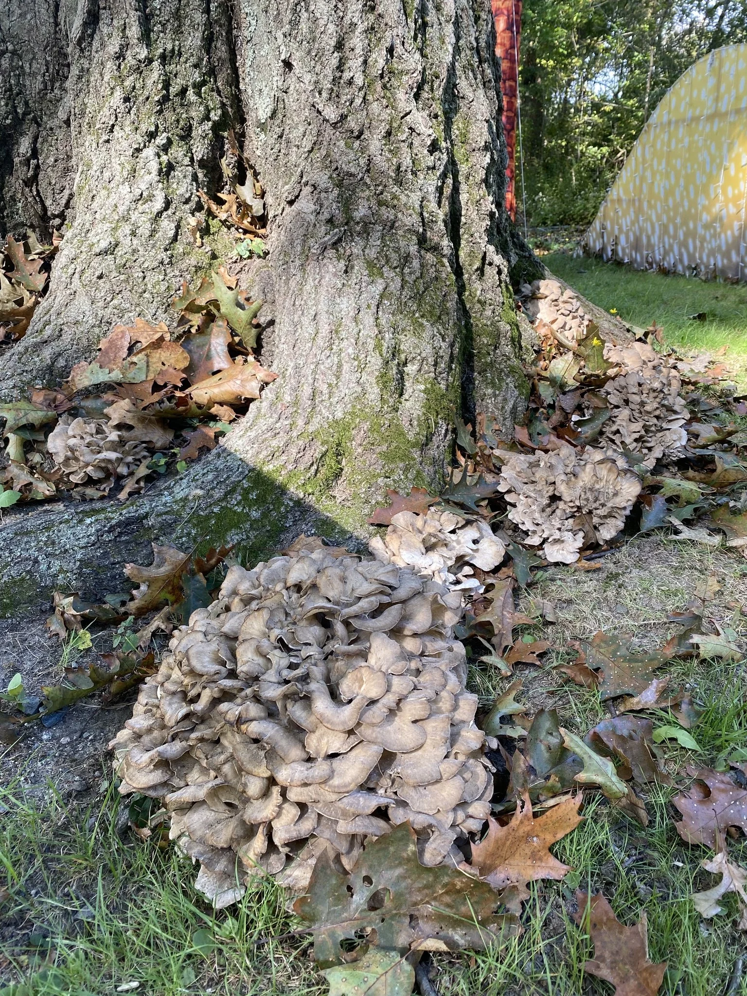 Early Autumn Urban Naturalist Walk in Franklin Park