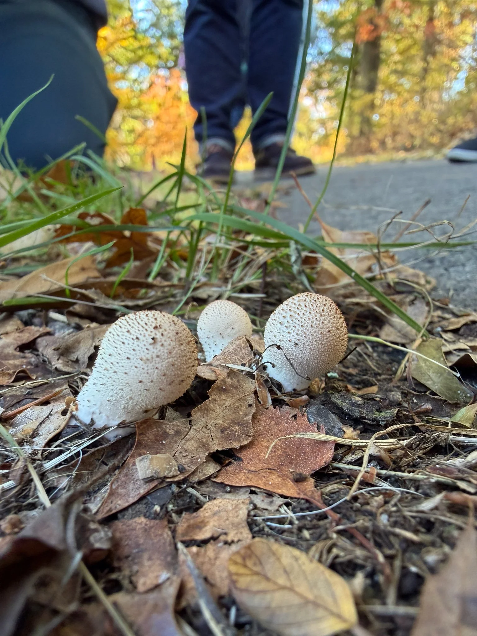Private Mushroom Walk 