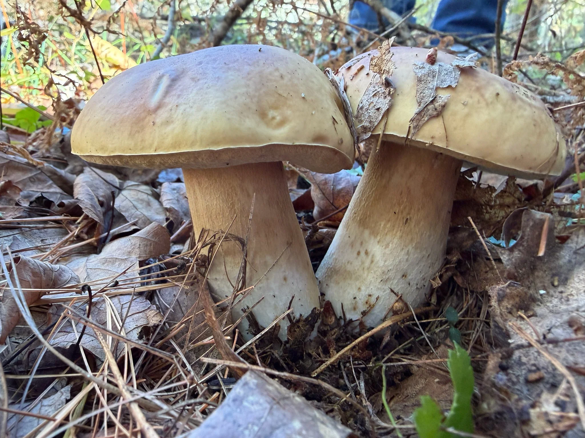 Mycology Field Day for the Mass Audubon Field Naturalist Certificate Progam
