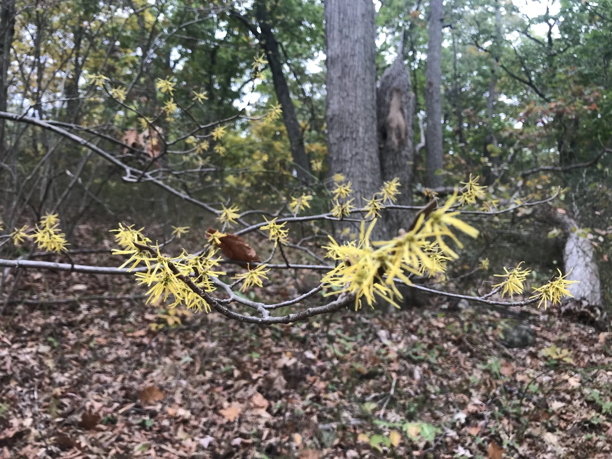 Roots of History: the historic uses of plants found in Franklin Park: Free Event!
