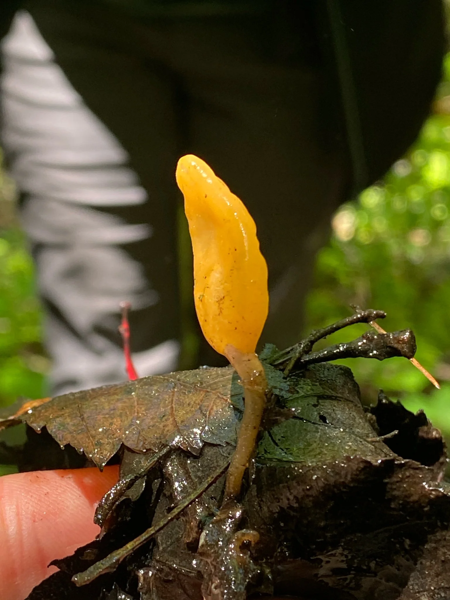 Mycology Field Day for the Mass Audubon Field Naturalist Certificate Progam 