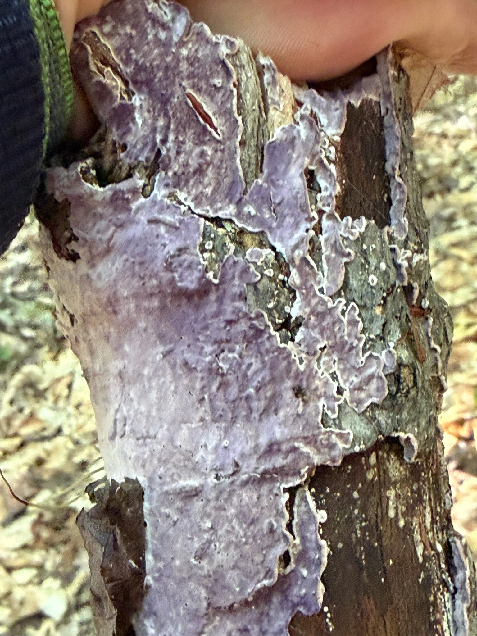 Urban Nature Walk with the Maine Mycological Association