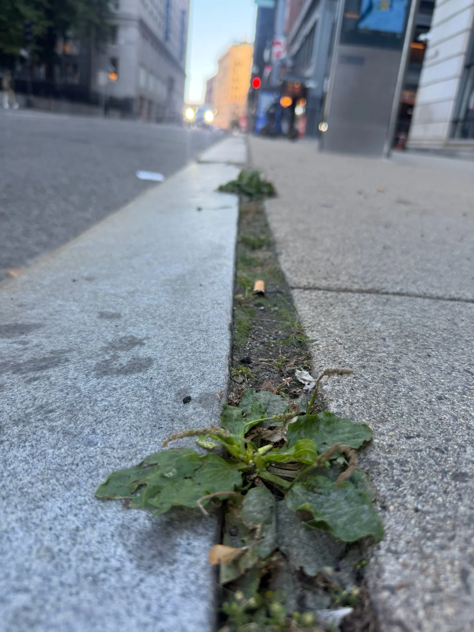 Urban Nature Walk 