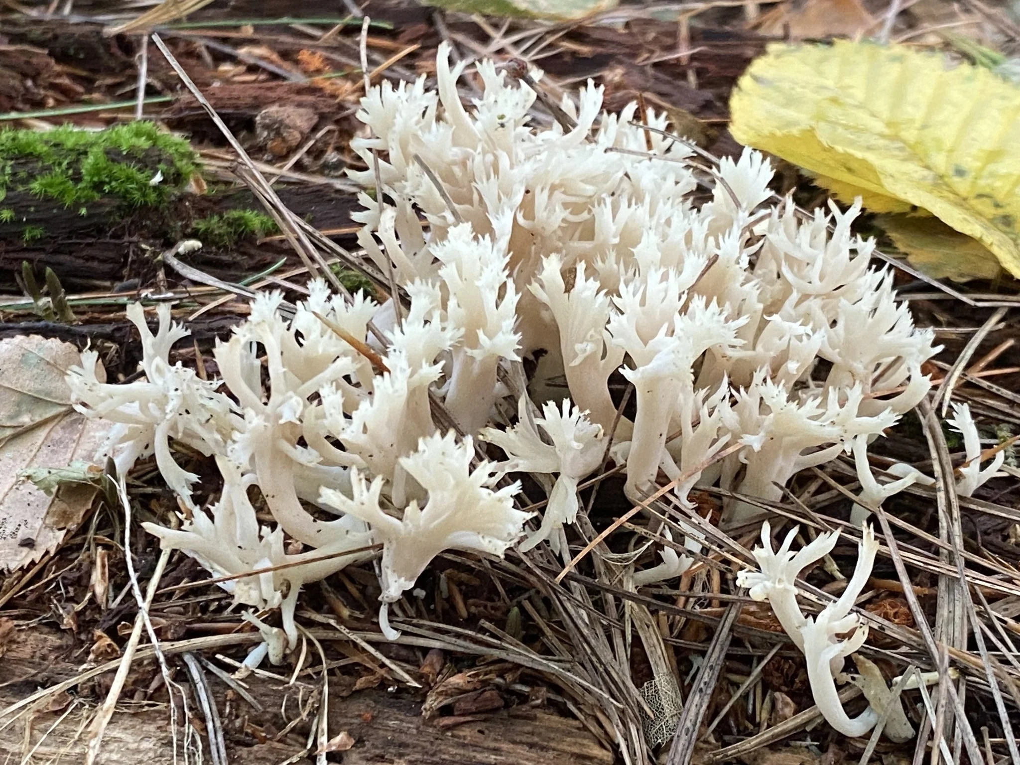 Fungi Field Walk 