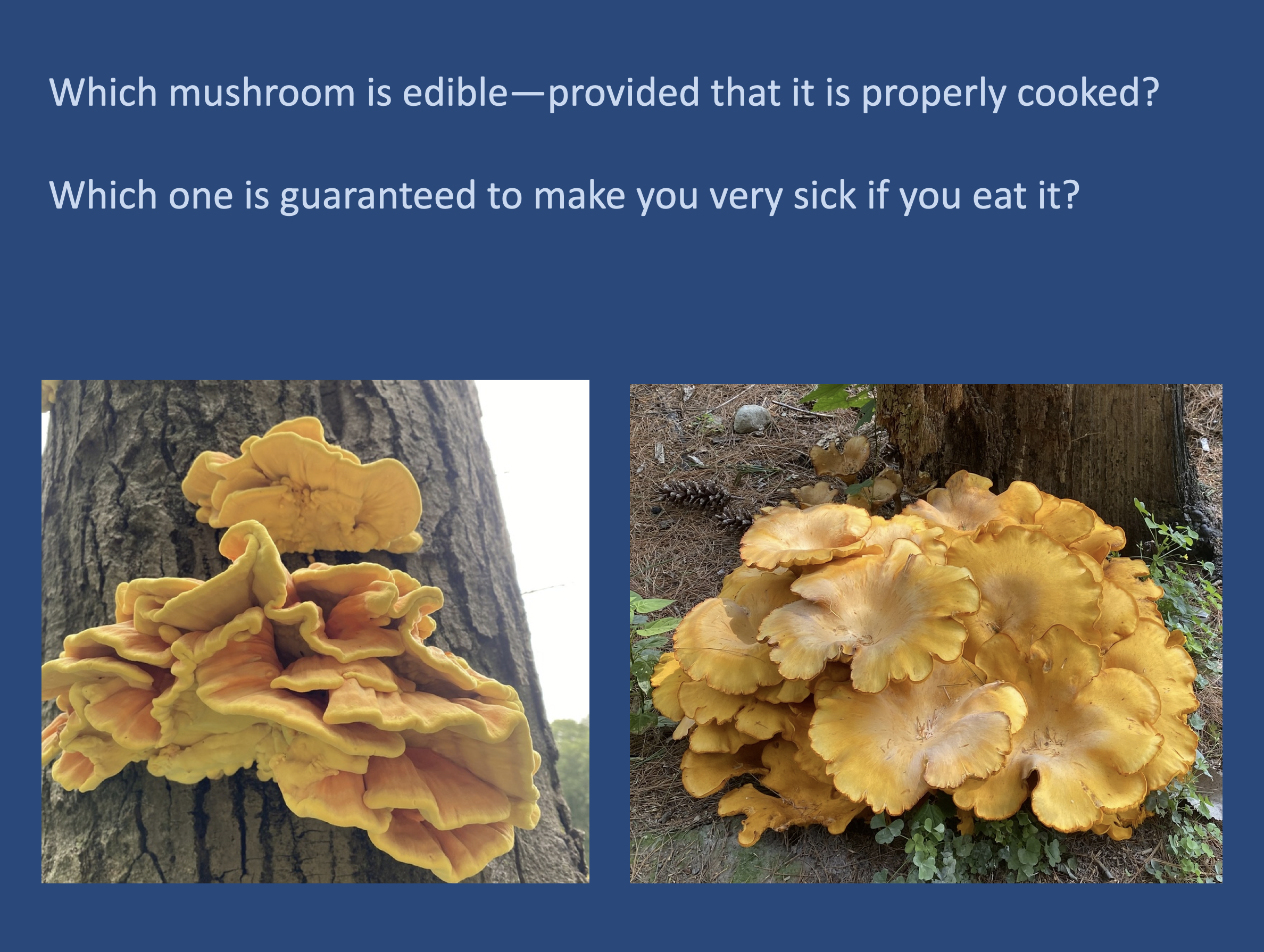 Private Fungi Talk for the Mass Audubon Field Naturalist Certificate Program 