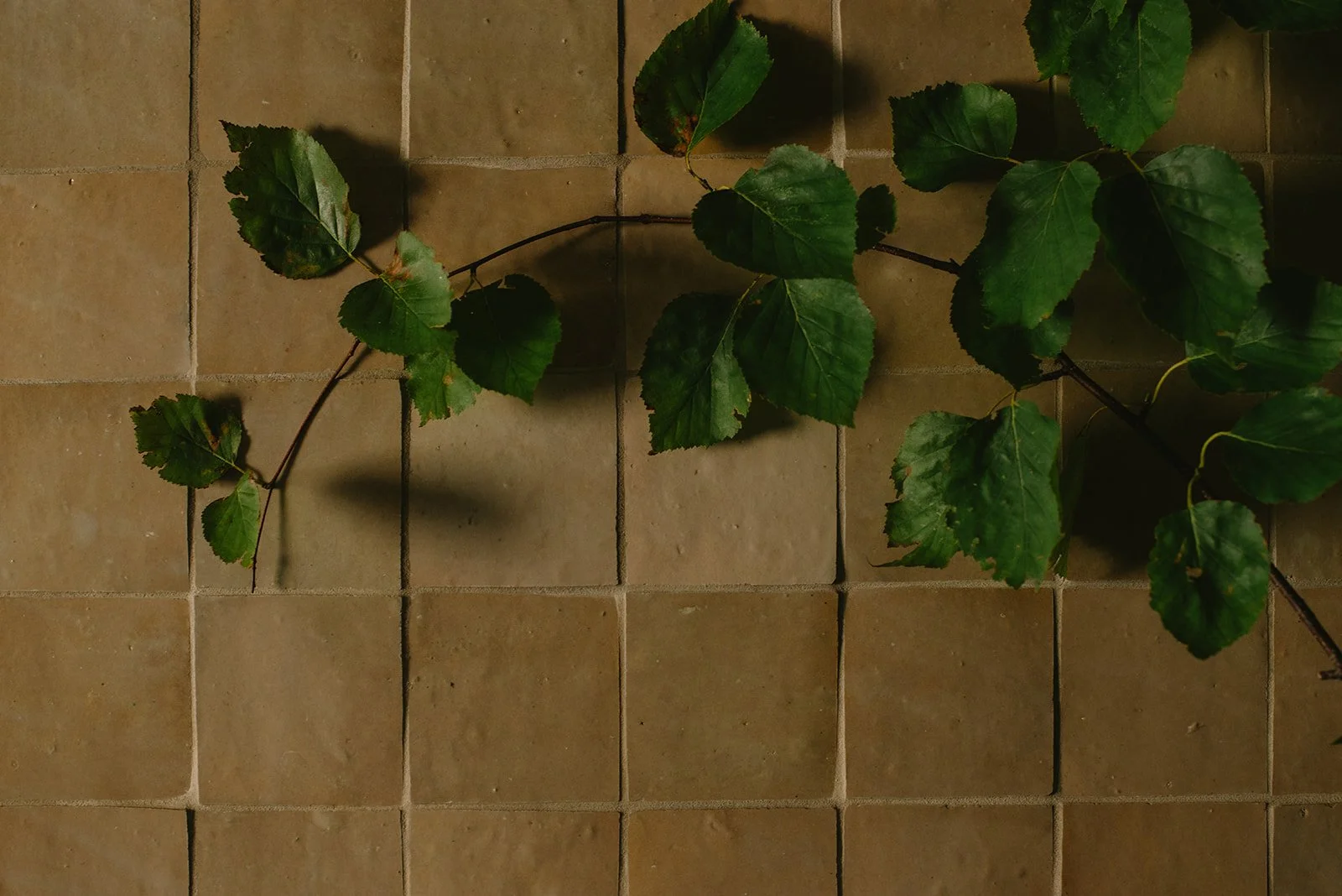 A vine with green leaves resting on a beige tiled floor.
