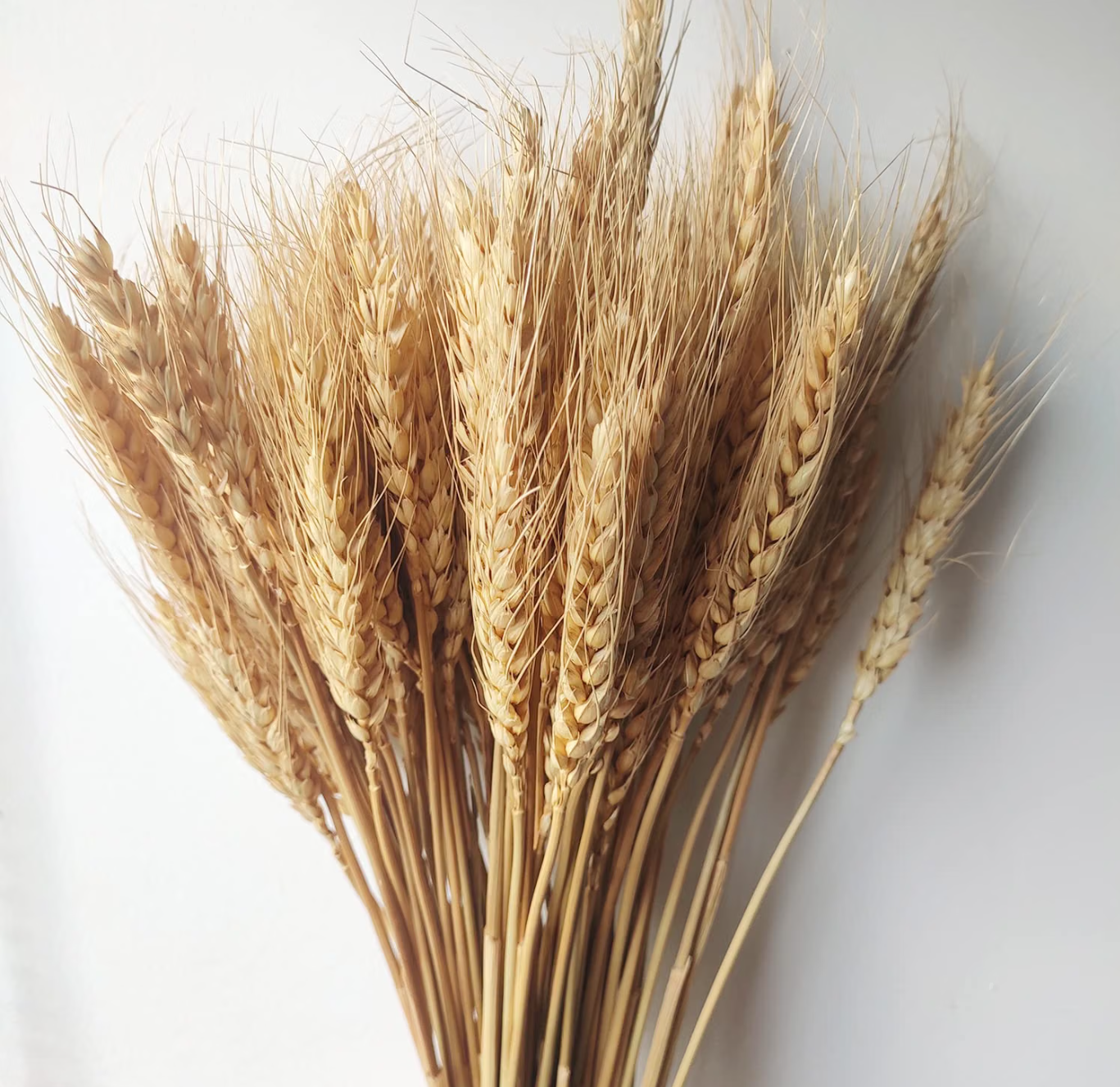 Wheat.png