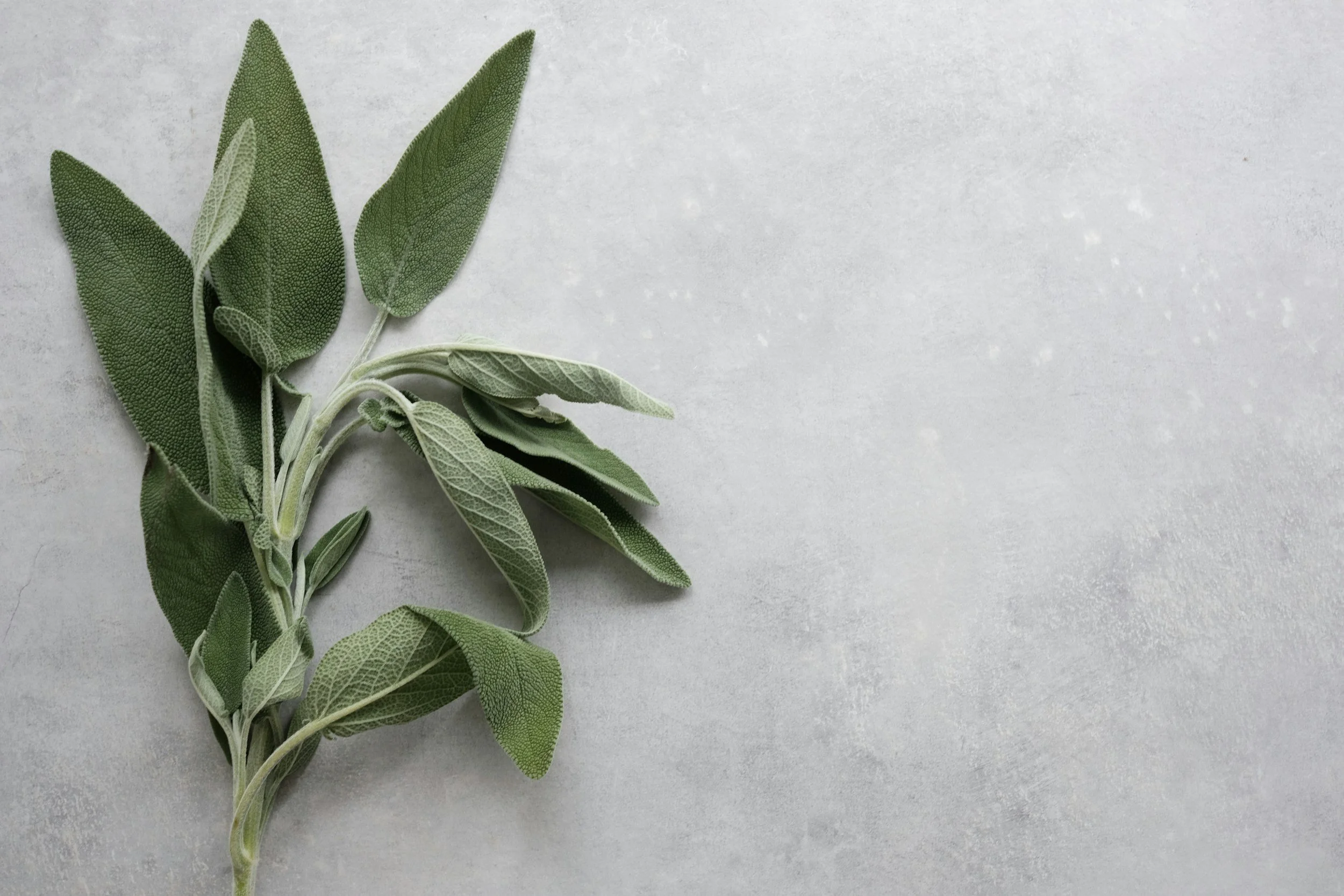 A sprig of fresh sage with green, velvety leaves on a light gray surface.