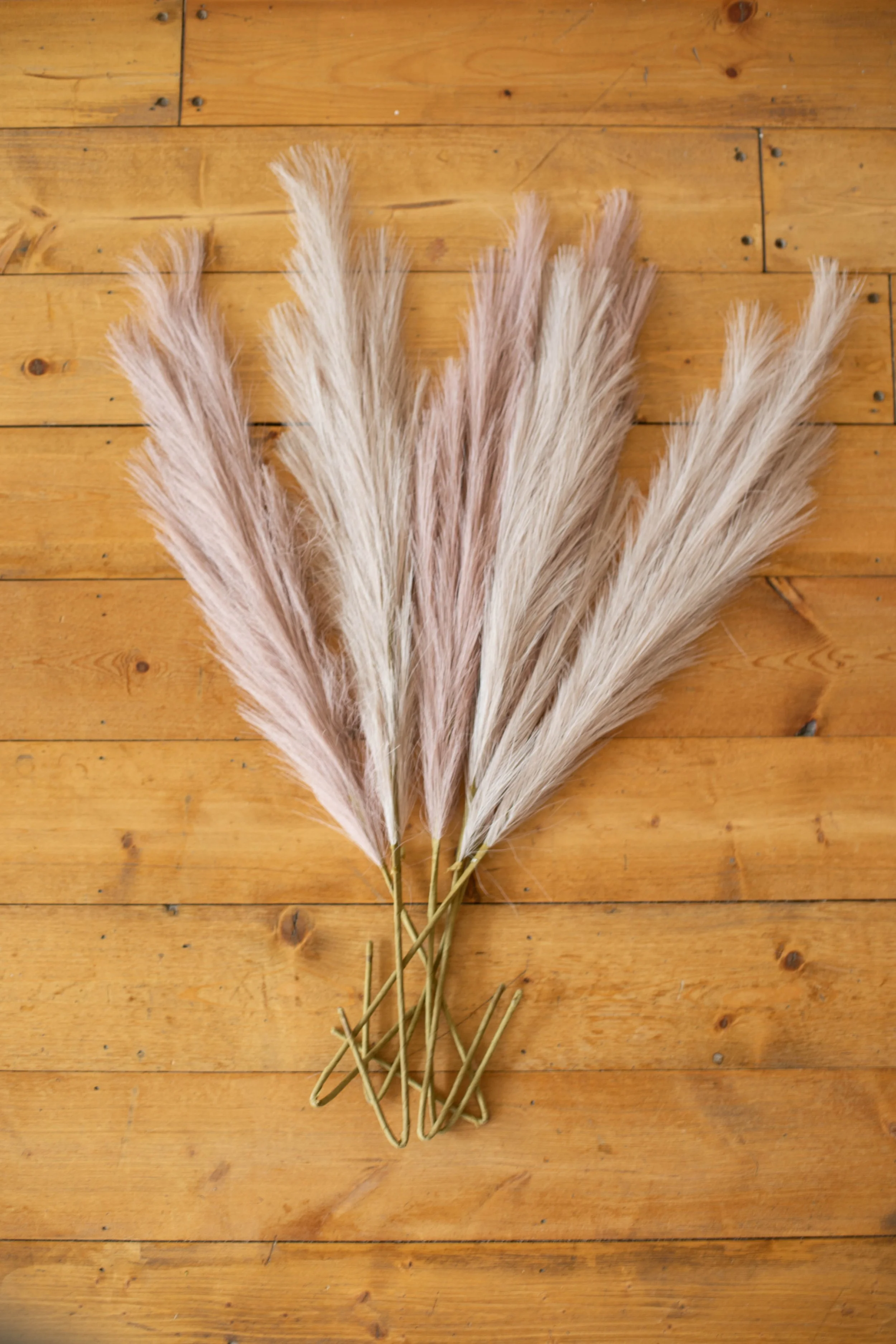Pink Pampas Grass
