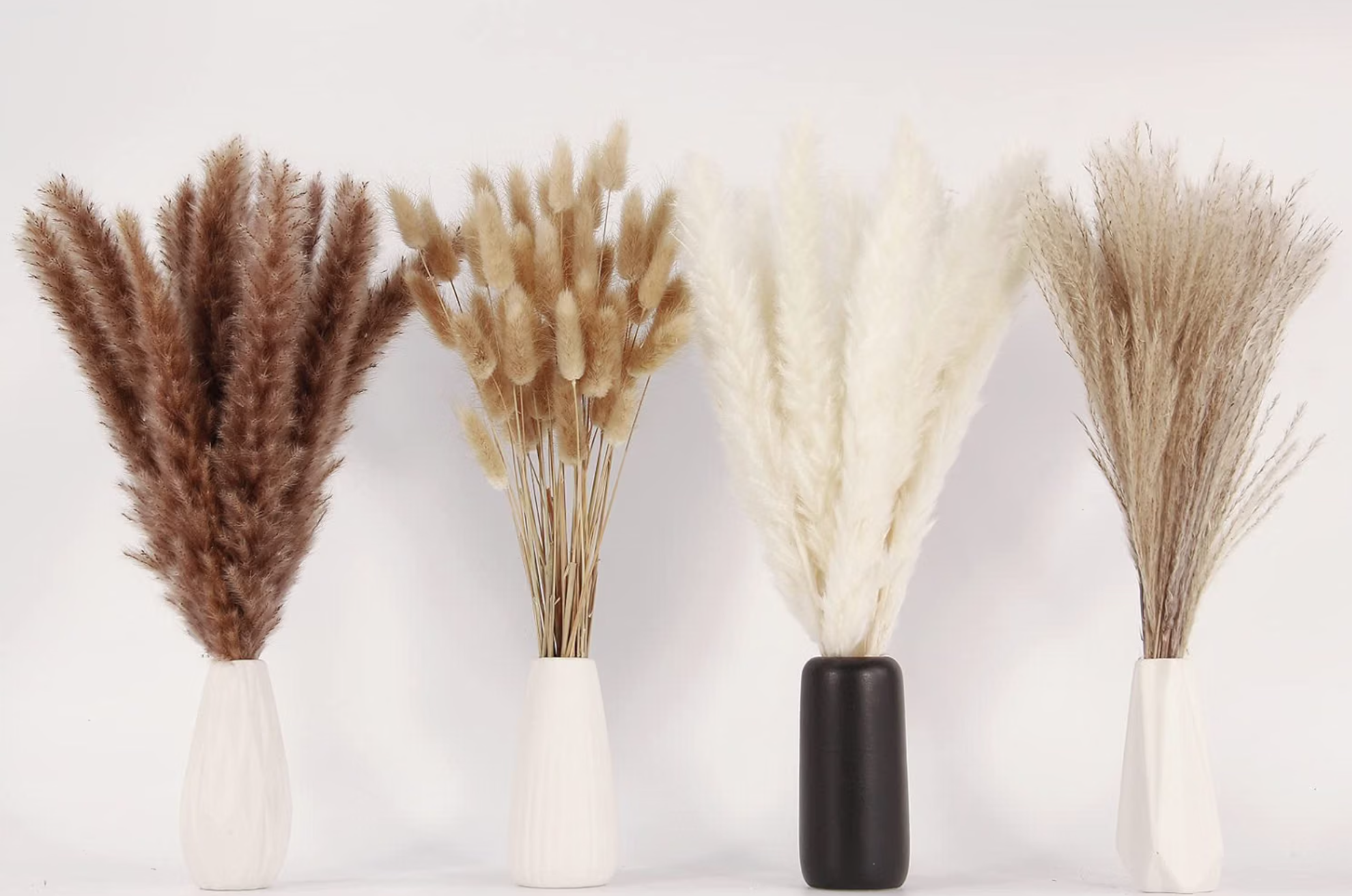Pampas Grass