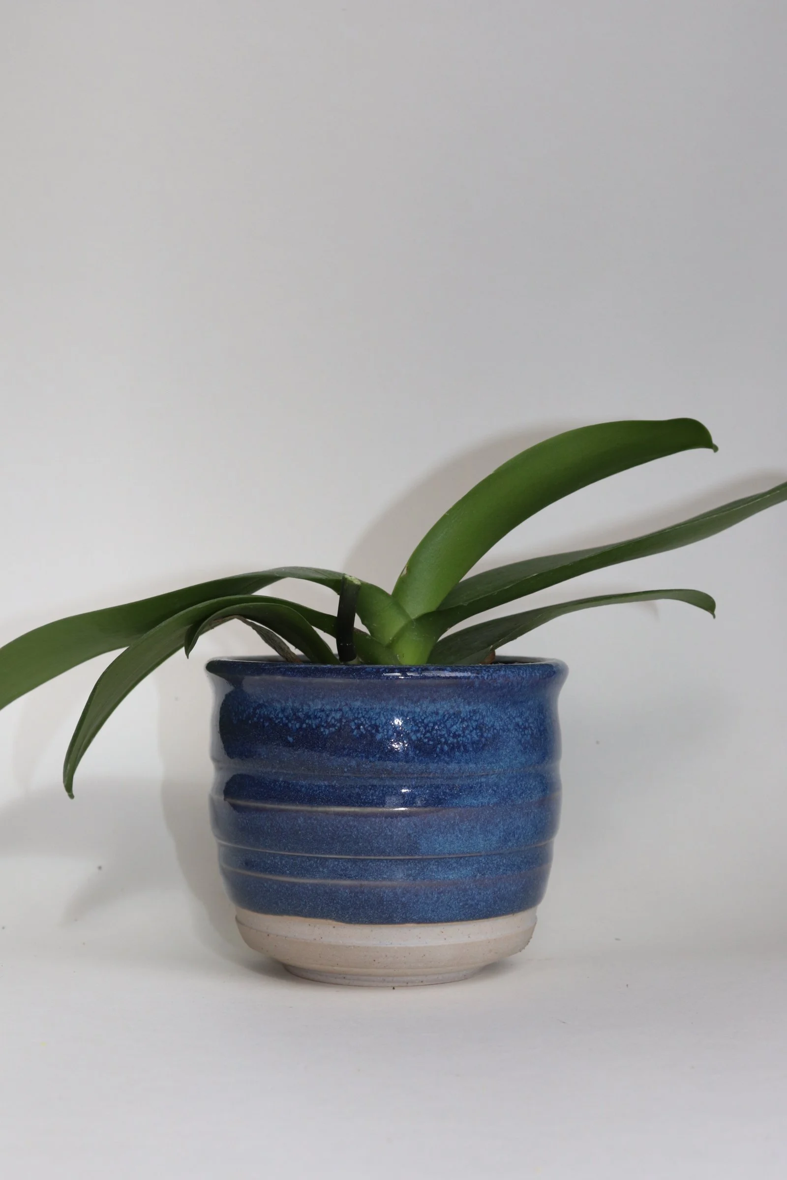 Orchid Pot