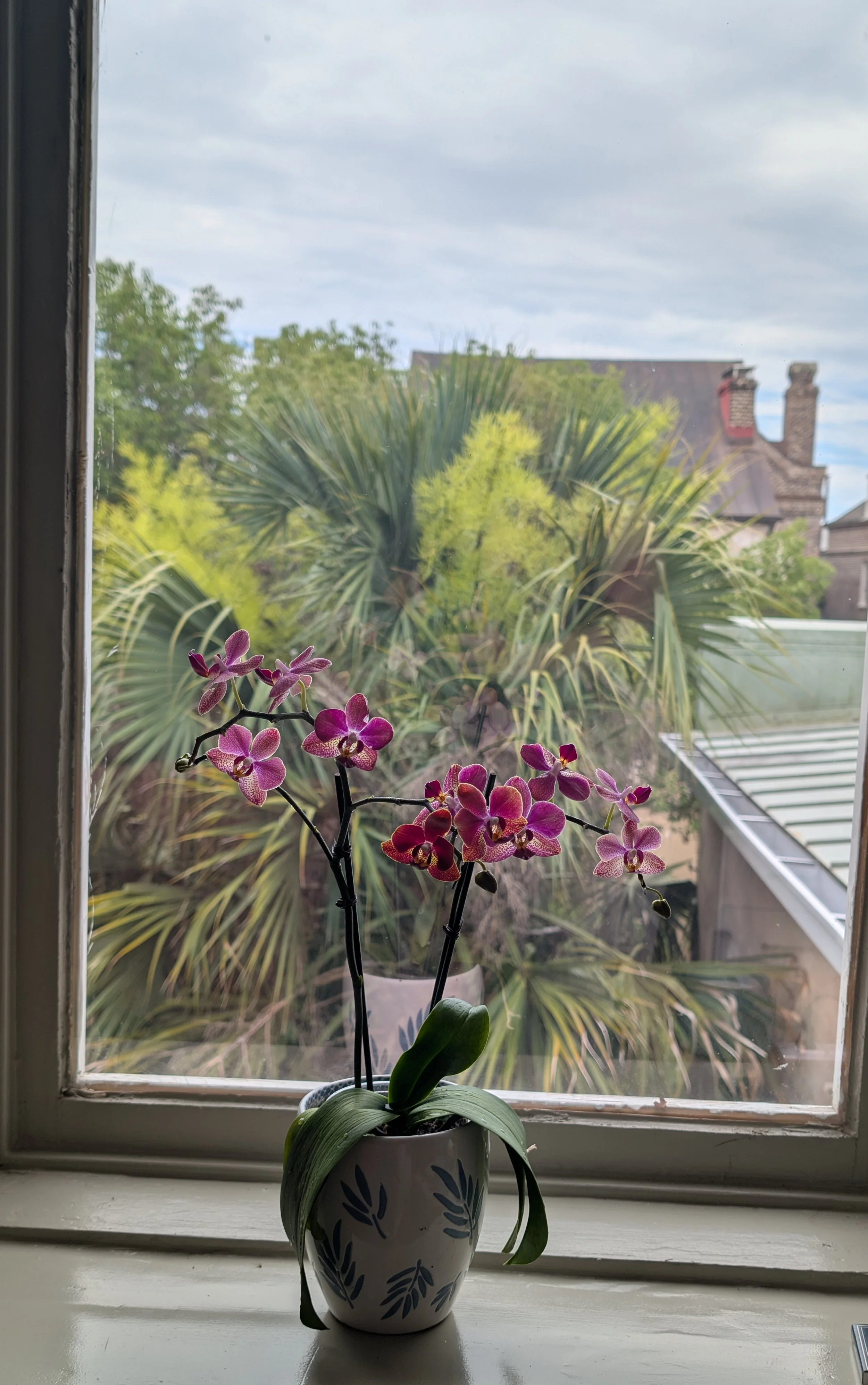 A potted pink orchid plant on a windowsill with a view of outdoor greenery including trees, bushes, and part of a house roof in the background.