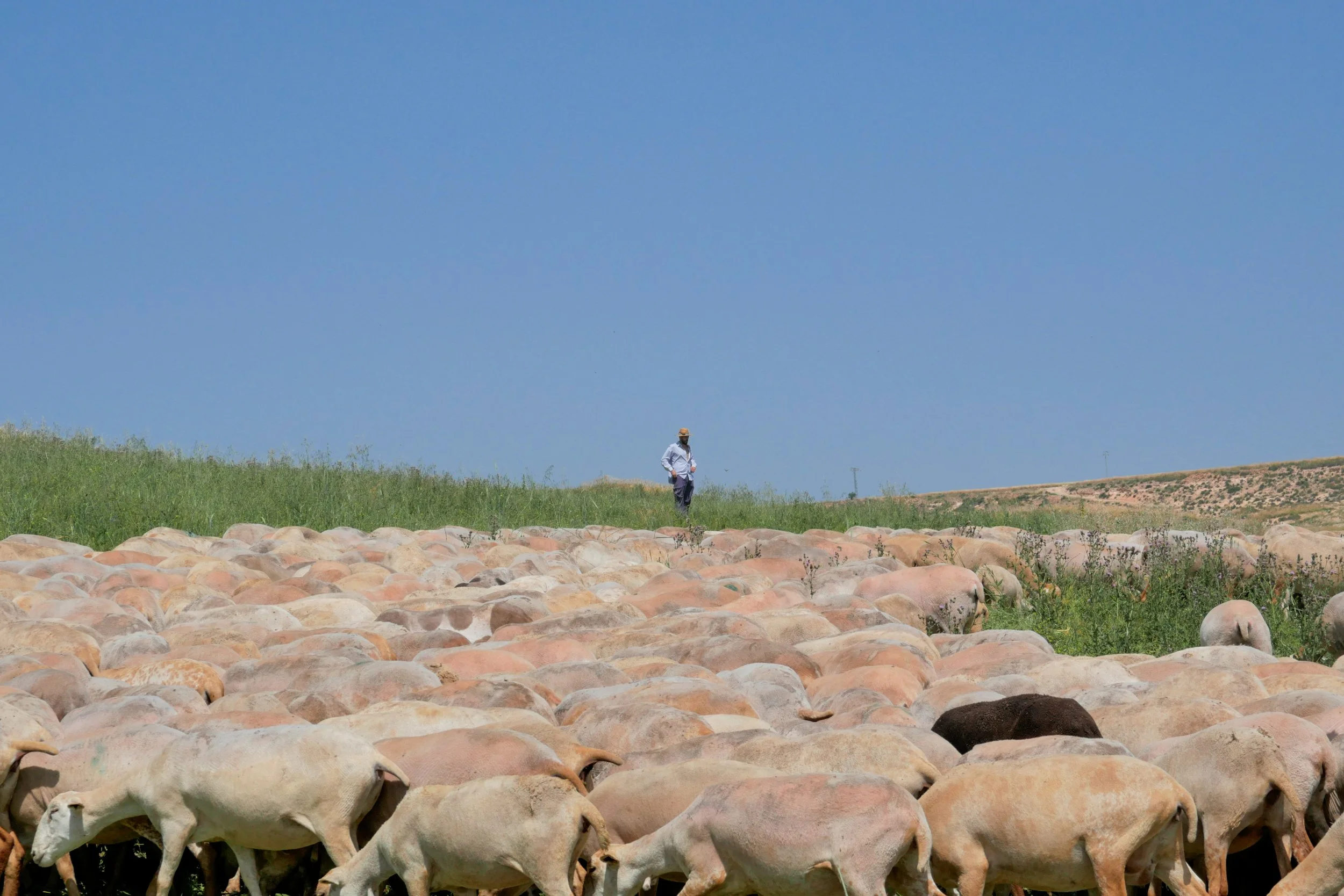 Herders van de Quípar vallei