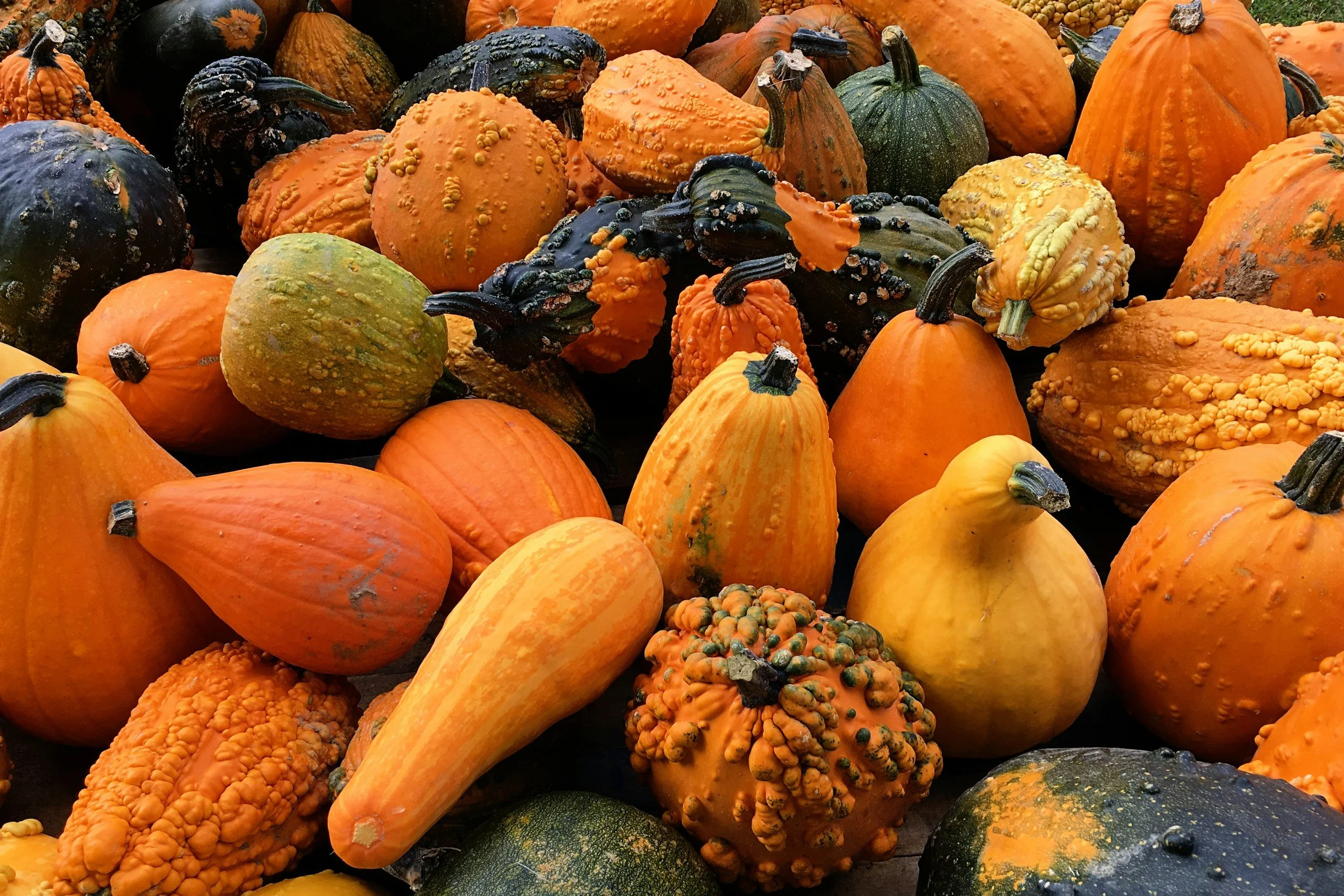 Squash Blossoms: Our New Favourite Fall Food