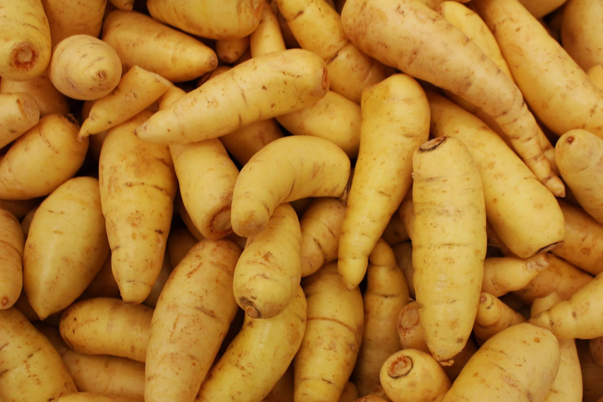 Unexpectedly Delicious: Parsnips