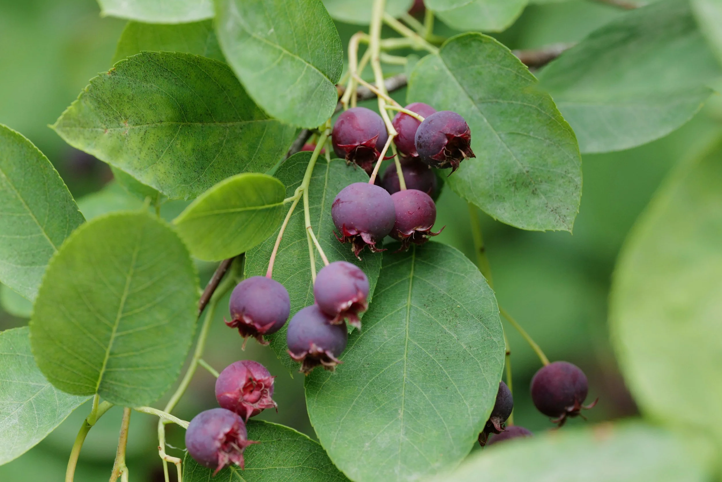 Unexpectedly Delicious: Saskatoons!