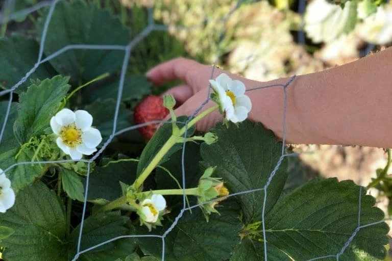 Benefits of Container Gardening Plus 8 Tips for Success