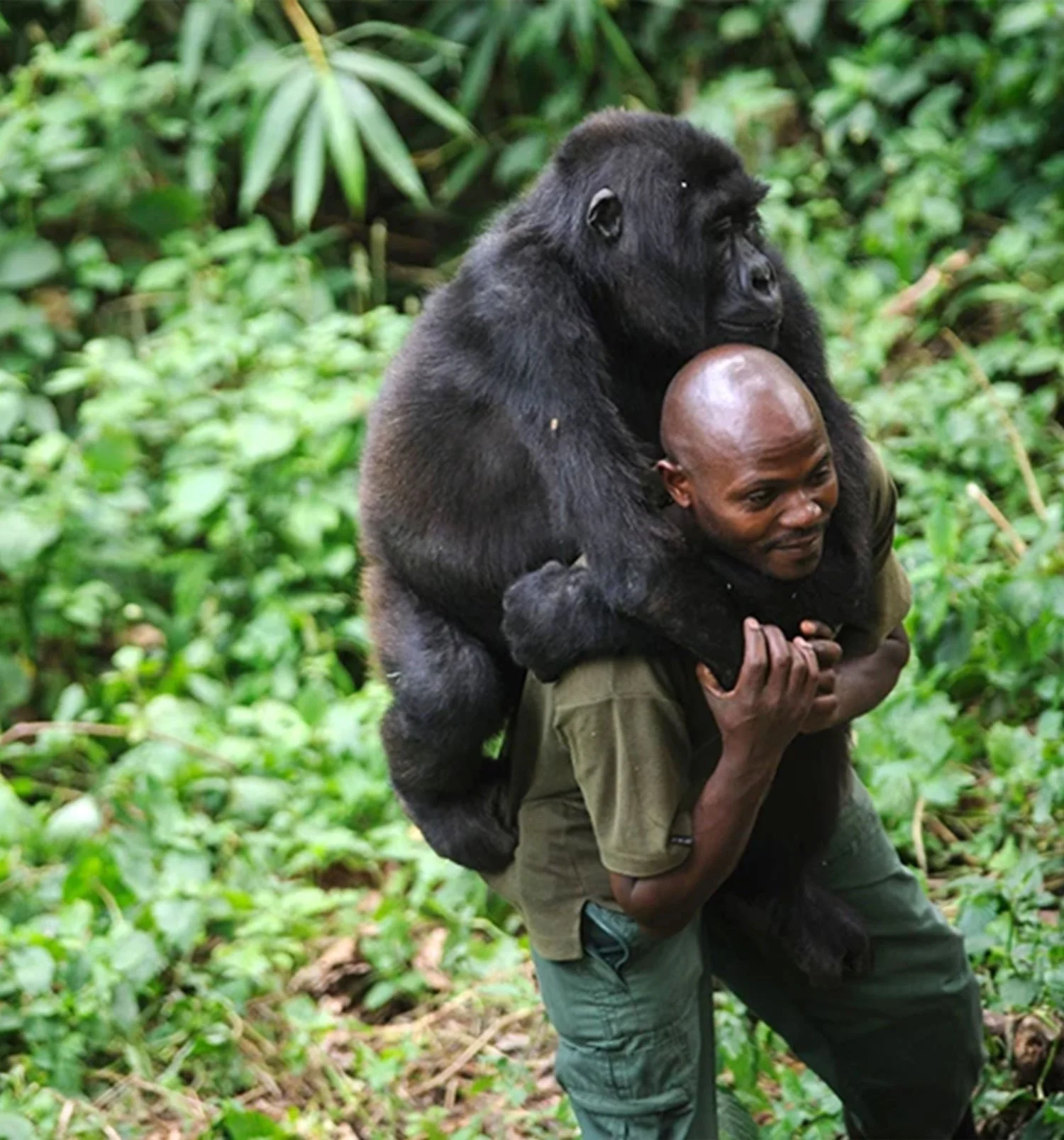 Congo Basin rainforest — invest US$150 million in science